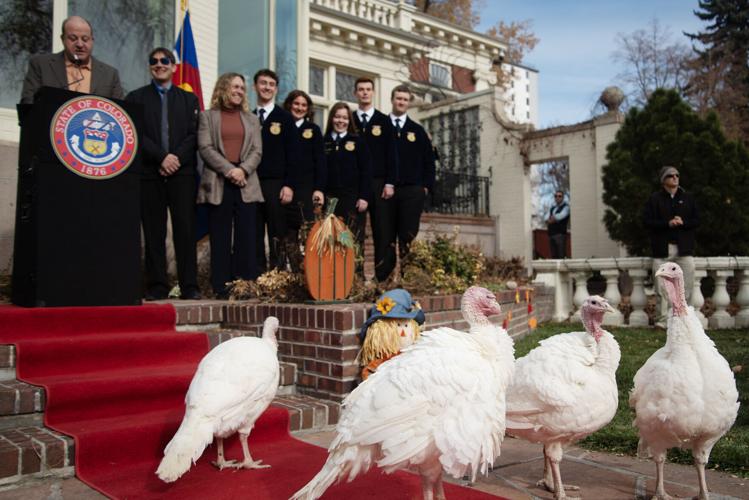 Colo. Gov Jared Polis pardons four turkeys
