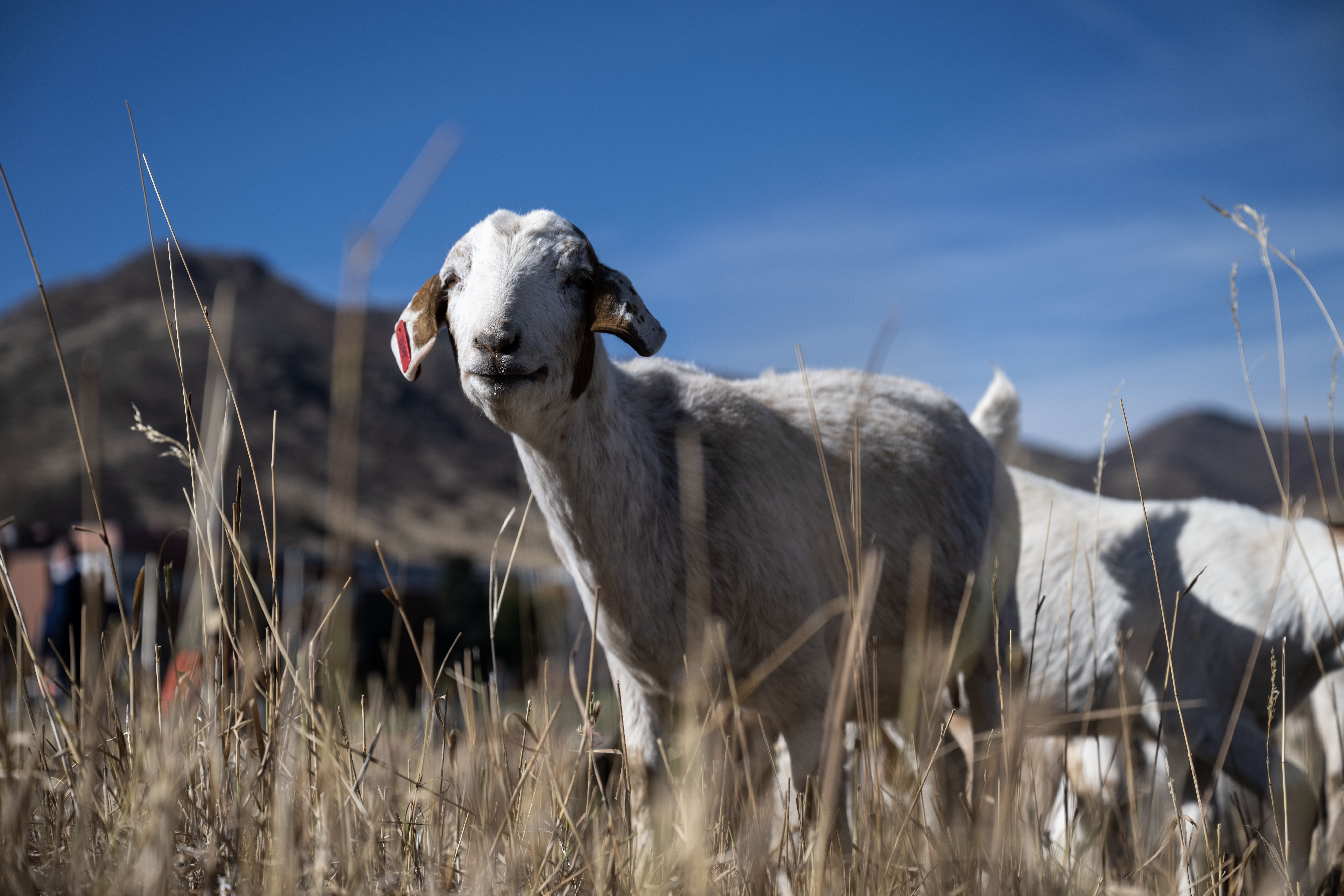A herd of Kiko-Spanish Goats gets to work trimming wild vegetation on the Lockheed Martin Campus in Littleton on Friday, Nov. 1, 2024. Lockheed Martin has brought 1,200 goats onto its campus to help with fire mitigation efforts. (Stephen Swofford, Denver Gazette) (StephenSwoffordPhotographerstephen.swofford@gazette.comhttps://secure.gravatar.com/avatar/1ddcaf11c5d70eaa58546ddc4e038687?d=mm&r=g)
