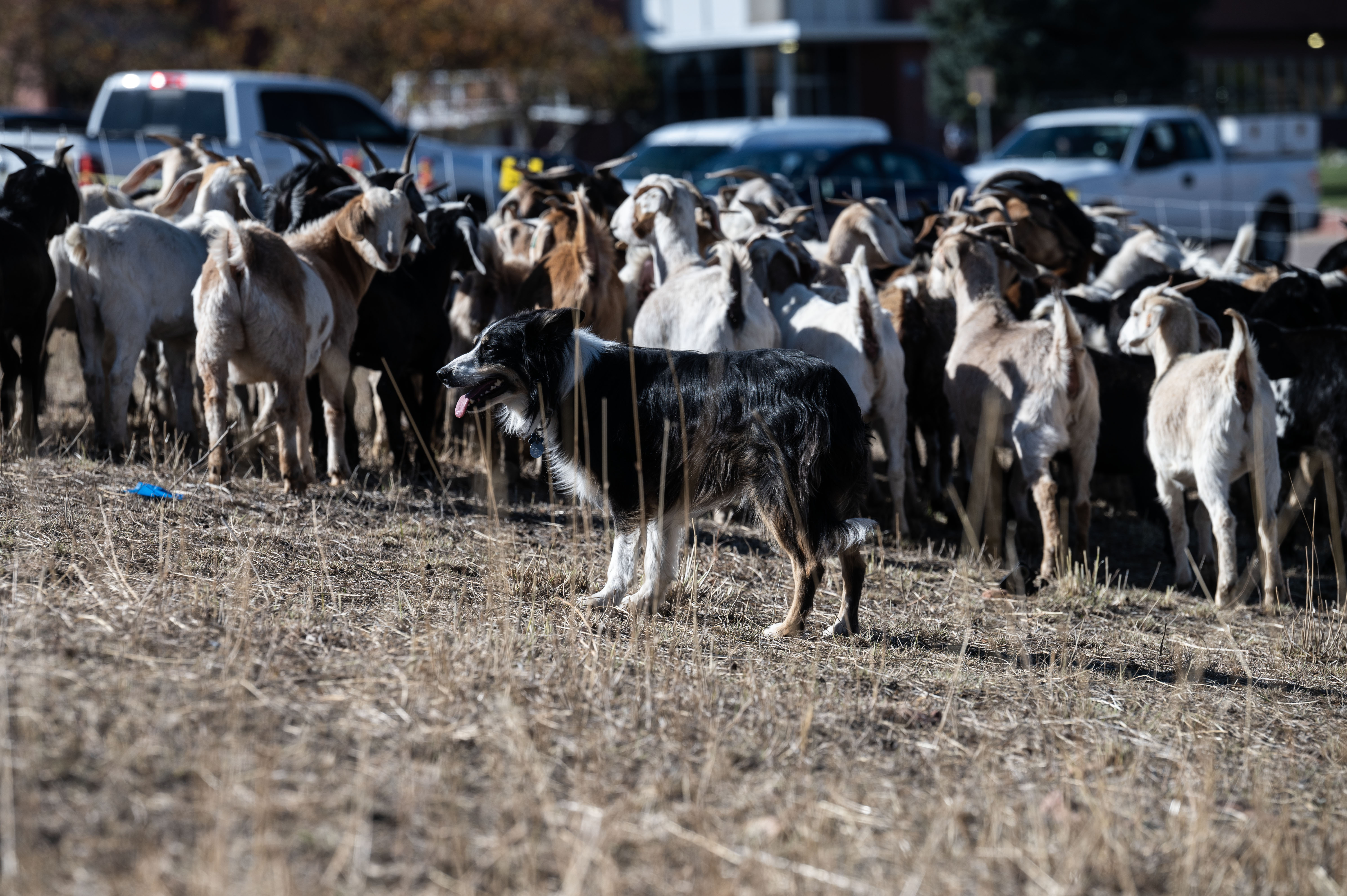 Tucker helps shepherd a herd of Kiko-Spanish Goats on the Lockheed Martin Campus in Littleton on Friday, Nov. 1, 2024. 