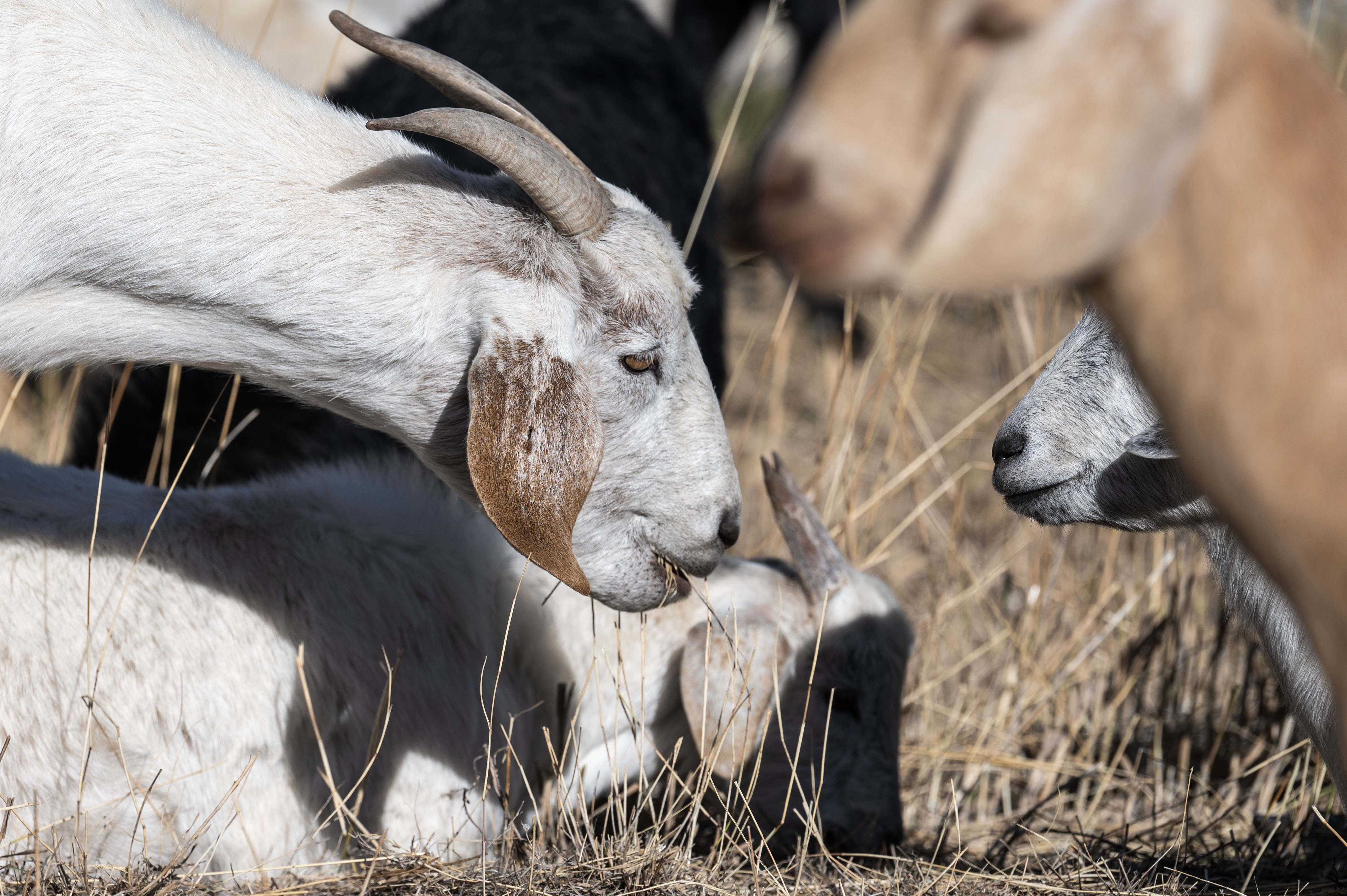A herd of Kiko-Spanish Goats gets to work trimming wild vegetation on the Lockheed Martin Campus in Littleton on Friday, Nov. 1, 2024. Lockheed Martin has brought 1,200 goats onto its campus to help with fire mitigation efforts. (Stephen Swofford, Denver Gazette) (StephenSwoffordPhotographerstephen.swofford@gazette.comhttps://secure.gravatar.com/avatar/1ddcaf11c5d70eaa58546ddc4e038687?d=mm&r=g)