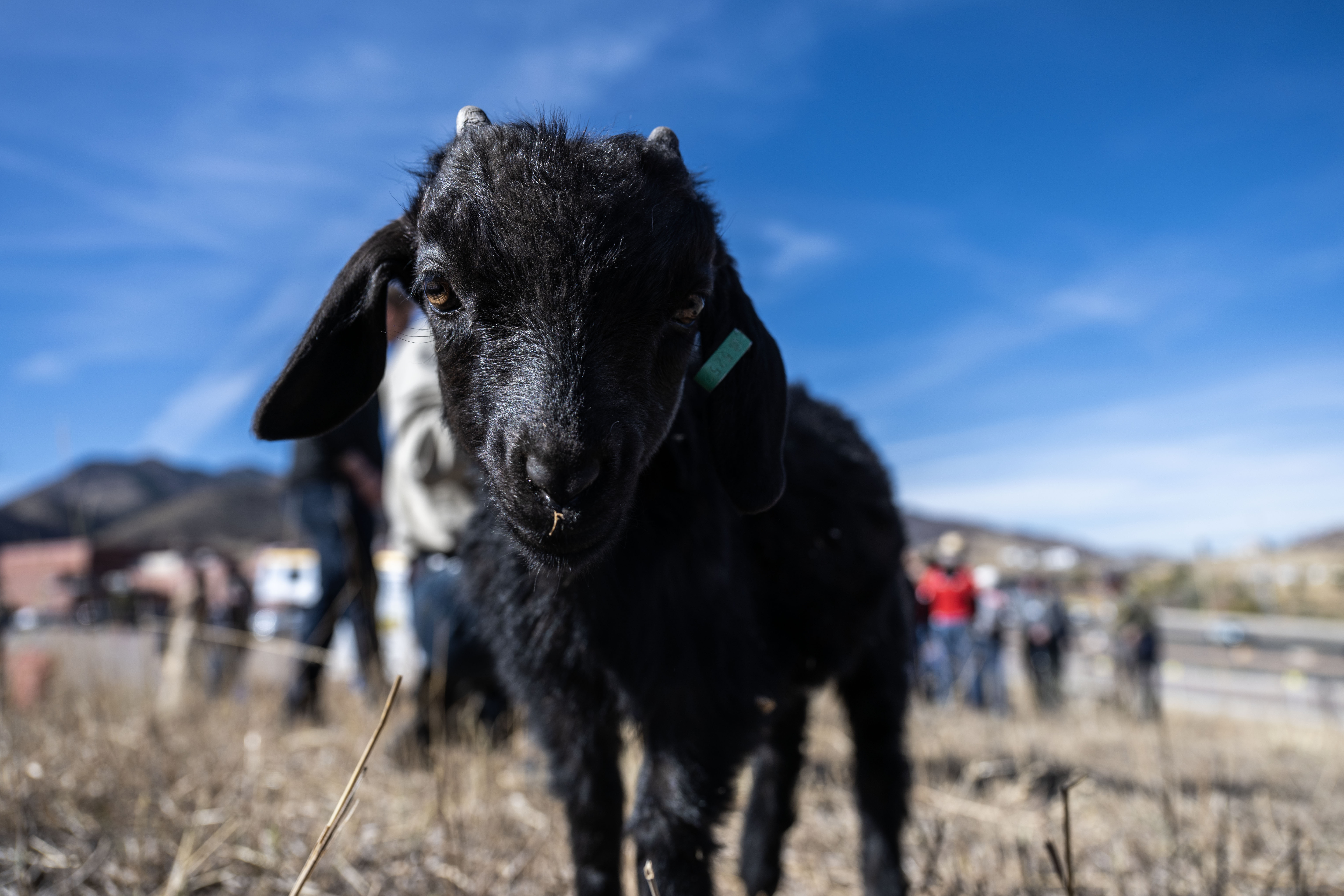La Noche, a three month old goat, eats weeds on the Lockheed Martin campus in Littleton on Friday, Nov. 1, 2024. Lockheed Martin has brought 1,200 goats onto its campus to help with fire mitigation efforts. (Stephen Swofford, Denver Gazette) (StephenSwoffordPhotographerstephen.swofford@gazette.comhttps://secure.gravatar.com/avatar/1ddcaf11c5d70eaa58546ddc4e038687?d=mm&r=g)