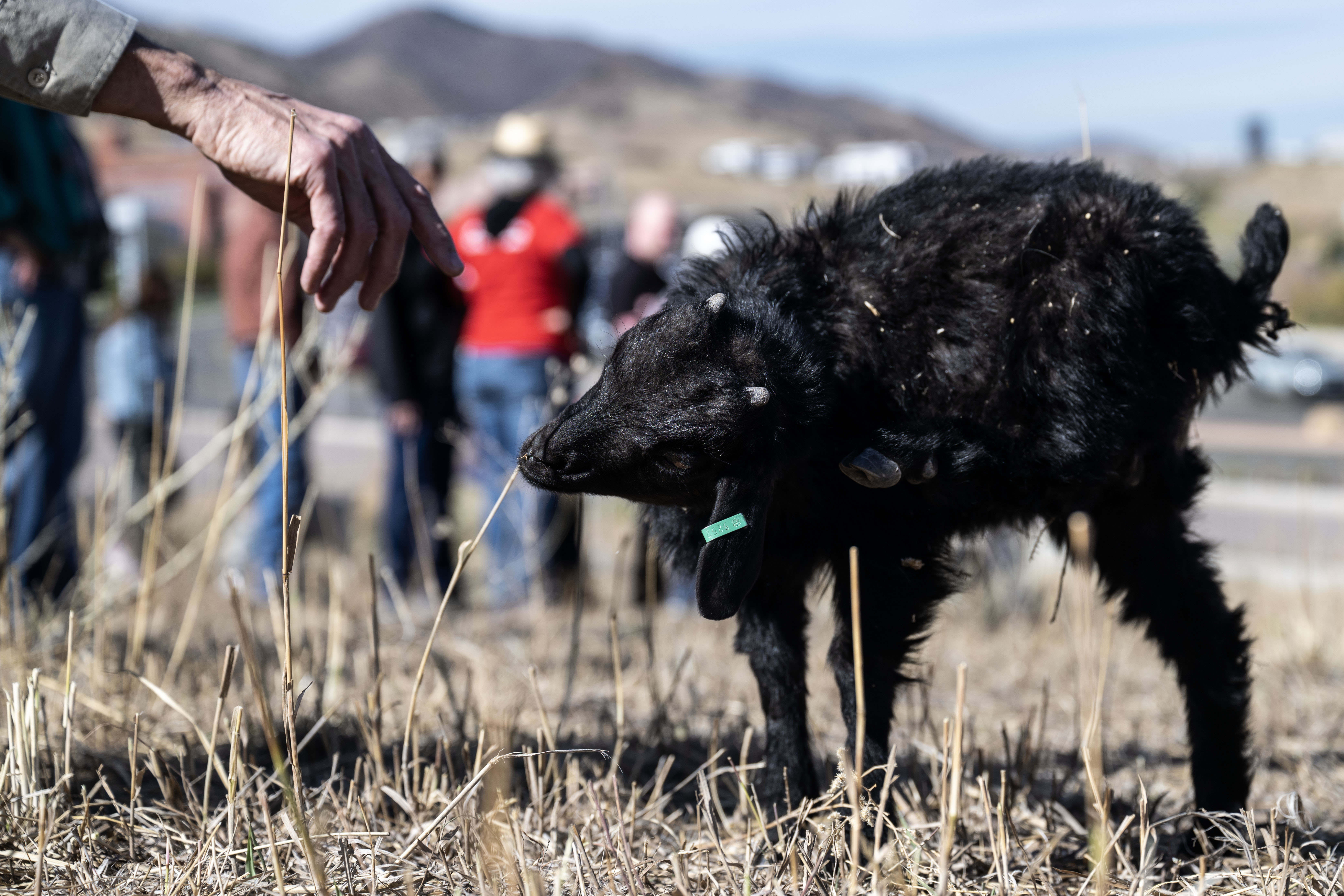 La Noche, a three month old goat, eats weeds on the Lockheed Martin campus in Littleton on Friday, Nov. 1, 2024. Lockheed Martin has brought 1,200 goats onto its campus to help with fire mitigation efforts. (Stephen Swofford, Denver Gazette) (StephenSwoffordPhotographerstephen.swofford@gazette.comhttps://secure.gravatar.com/avatar/1ddcaf11c5d70eaa58546ddc4e038687?d=mm&r=g)
