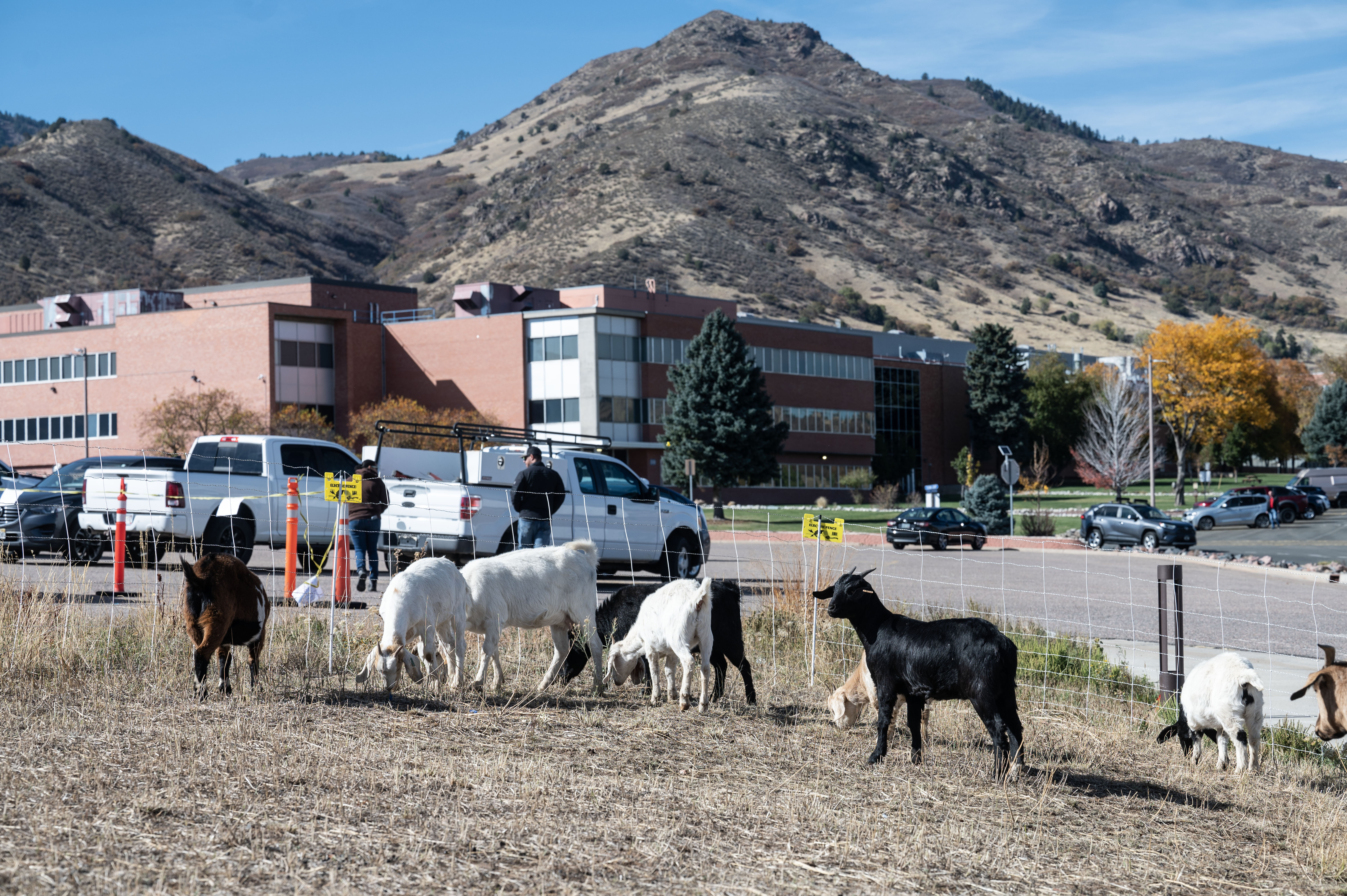 Lockheed Martin calls on 1,200 goats to help mitigate wildfire risk at Littleton campus