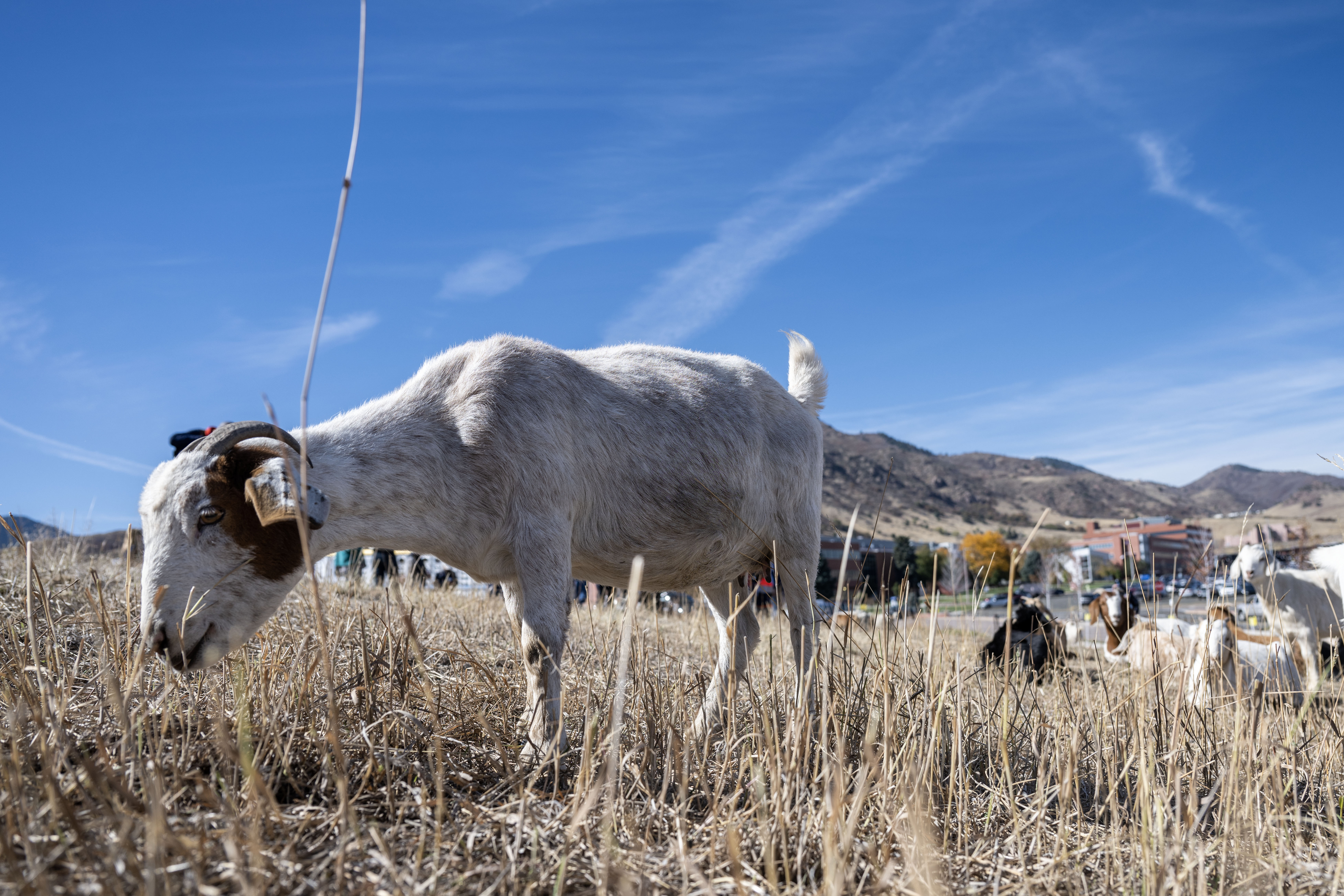 A herd of Kiko-Spanish Goats gets to work trimming wild vegetation on the Lockheed Martin Campus in Littleton on Friday, Nov. 1, 2024. Lockheed Martin has brought 1,200 goats onto its campus to help with fire mitigation efforts. (Stephen Swofford, Denver Gazette) (StephenSwoffordPhotographerstephen.swofford@gazette.comhttps://secure.gravatar.com/avatar/1ddcaf11c5d70eaa58546ddc4e038687?d=mm&r=g)