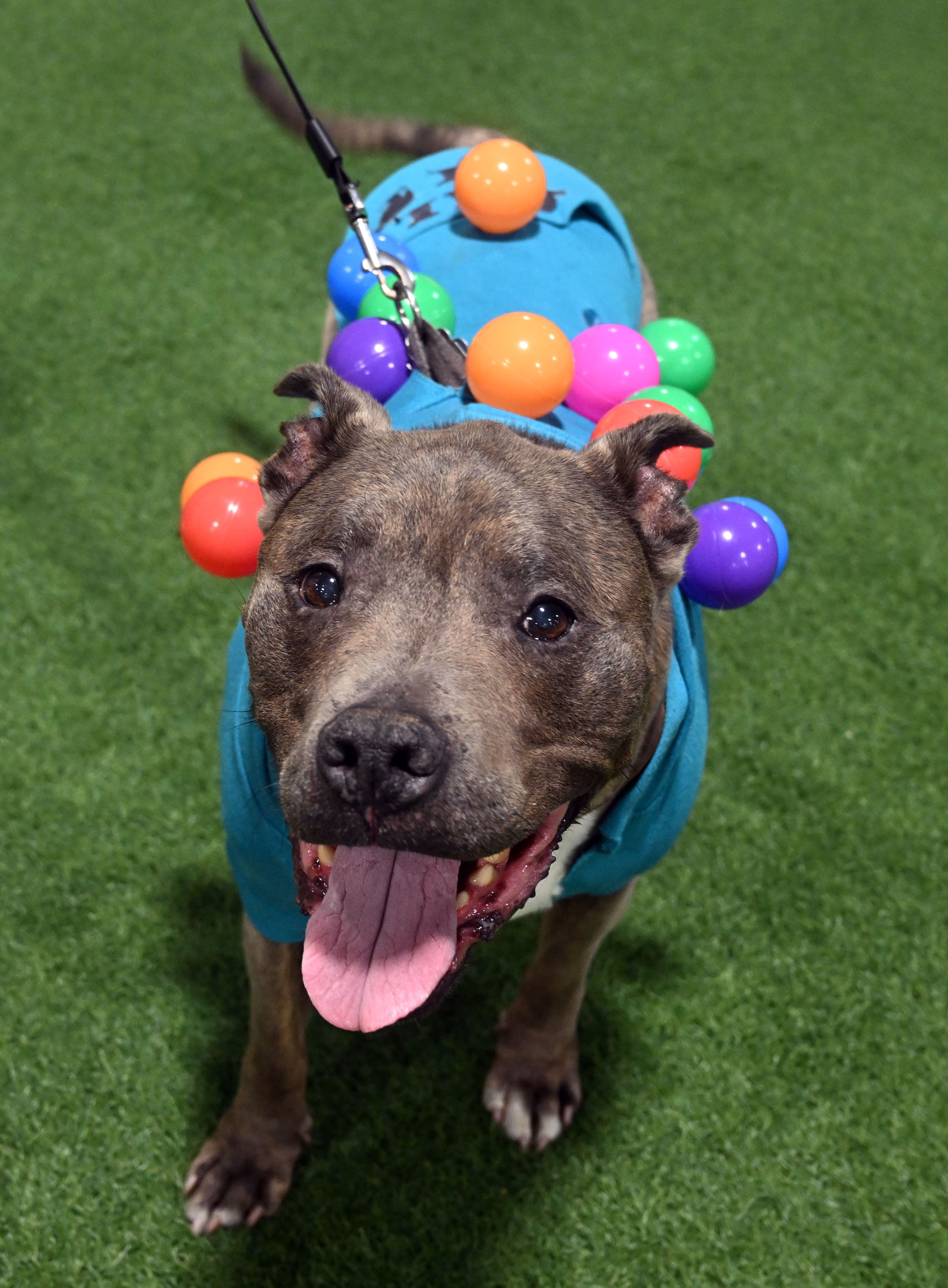 Aurora voters reject pit bull ban