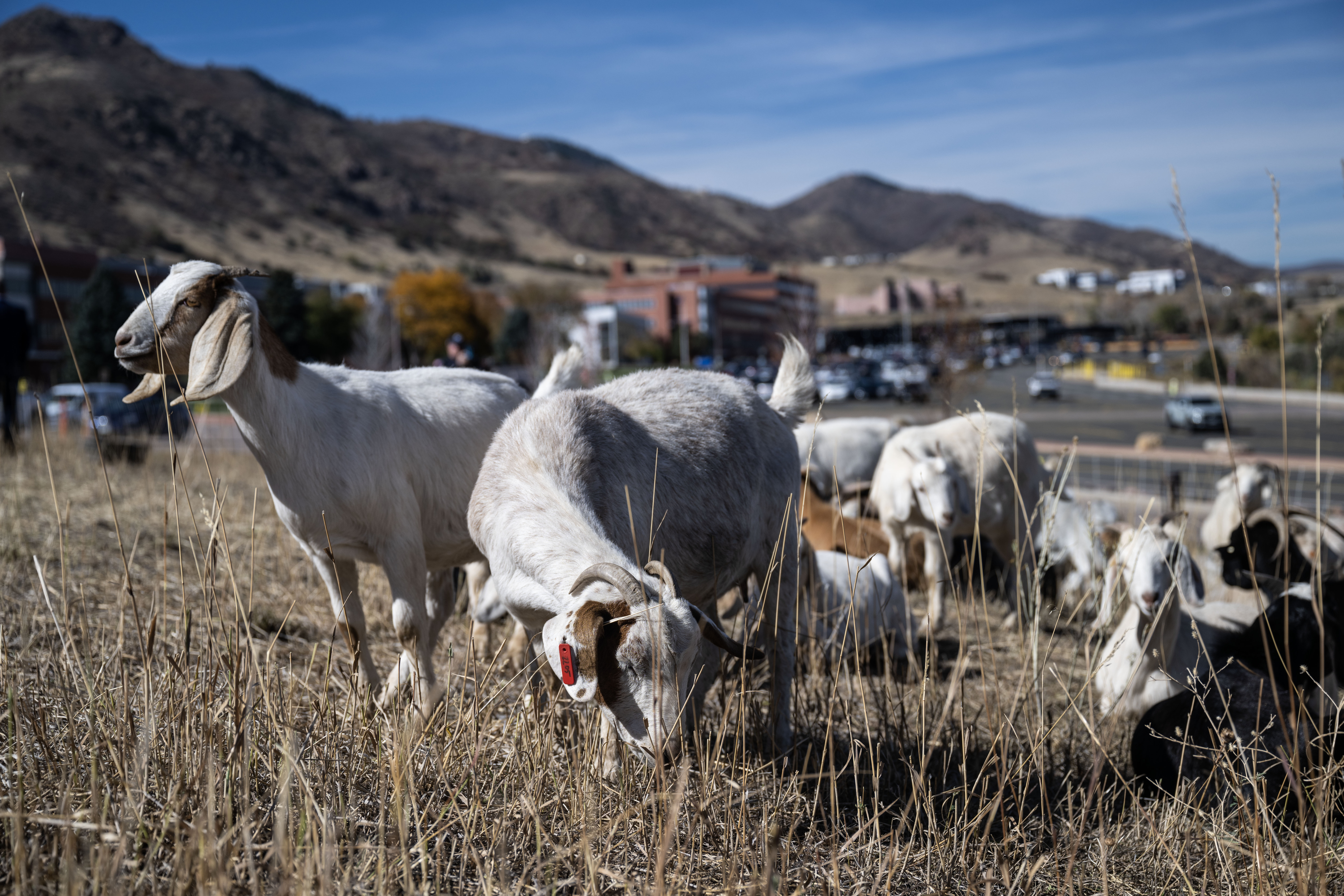 A herd of Kiko-Spanish Goats gets to work trimming wild vegetation on the Lockheed Martin Campus in Littleton on Friday, Nov. 1, 2024. Lockheed Martin has brought 1,200 goats onto its campus to help with fire mitigation efforts. (Stephen Swofford, Denver Gazette) (StephenSwoffordPhotographerstephen.swofford@gazette.comhttps://secure.gravatar.com/avatar/1ddcaf11c5d70eaa58546ddc4e038687?d=mm&r=g)