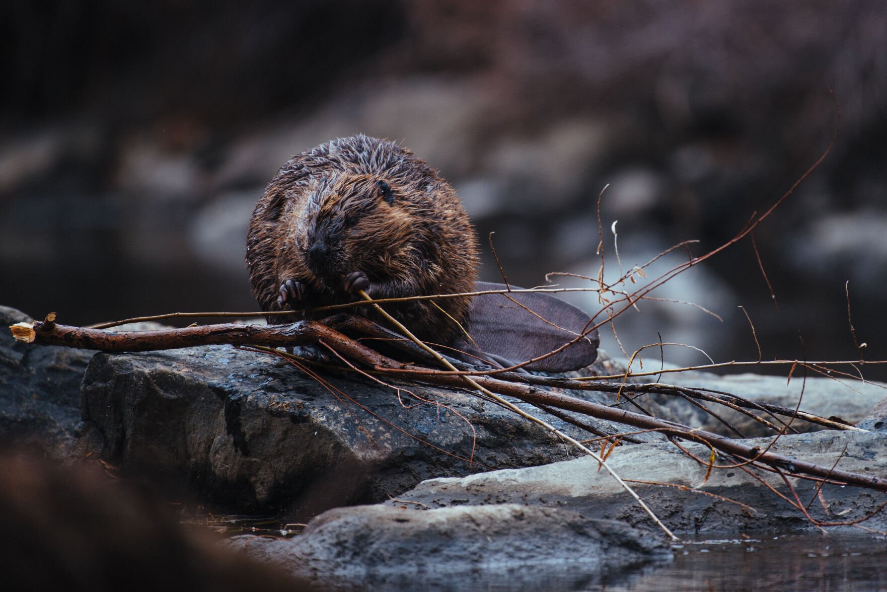 A beaver gnaws on a branch. (courtesy of Mike DelliVeneri, colorado parks and wildlife)
