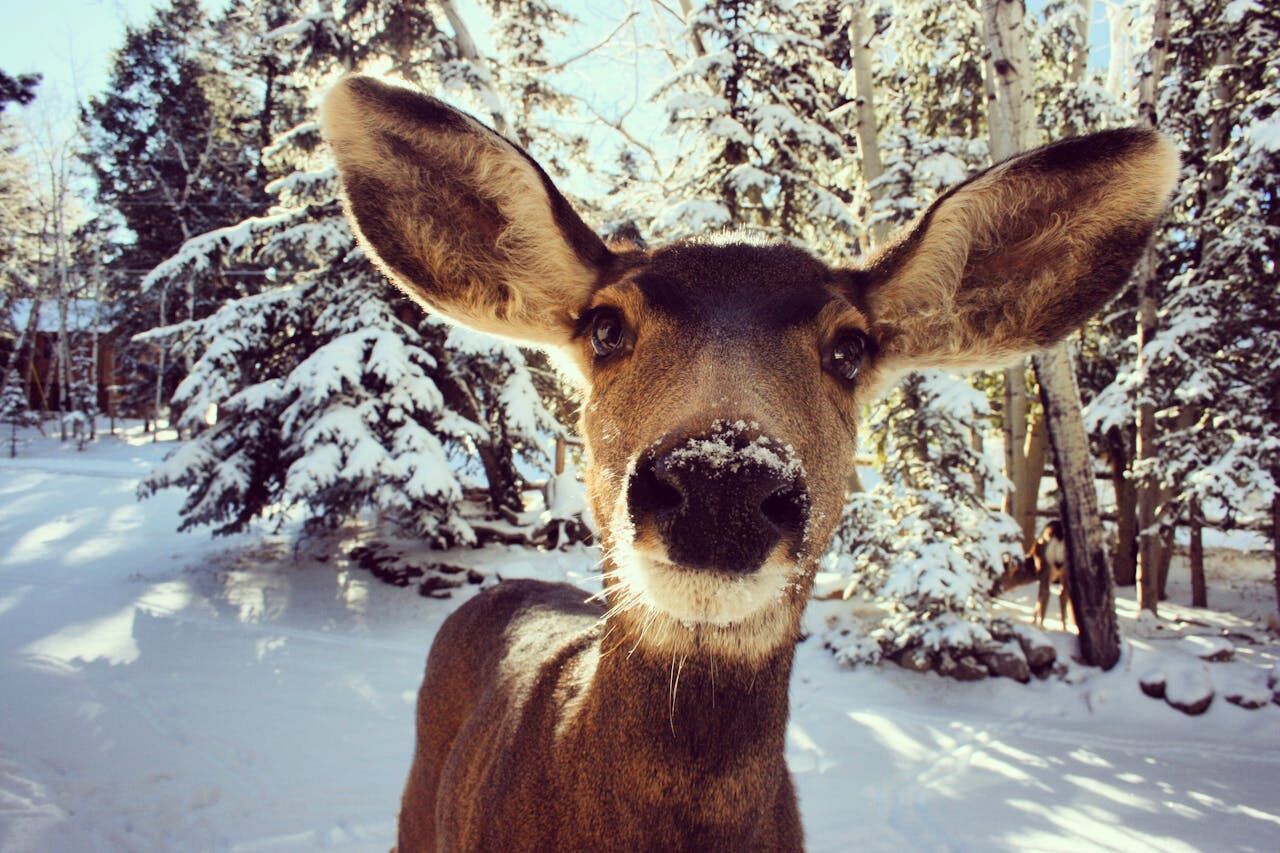 Staying Well This Cold, Snowy Colorado Winter image