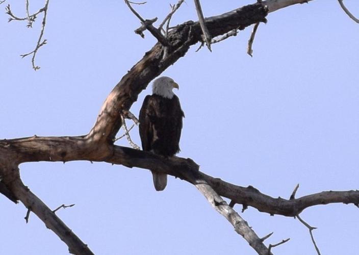 Bald eagles 1