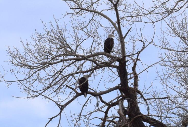 Bald eagles 2
