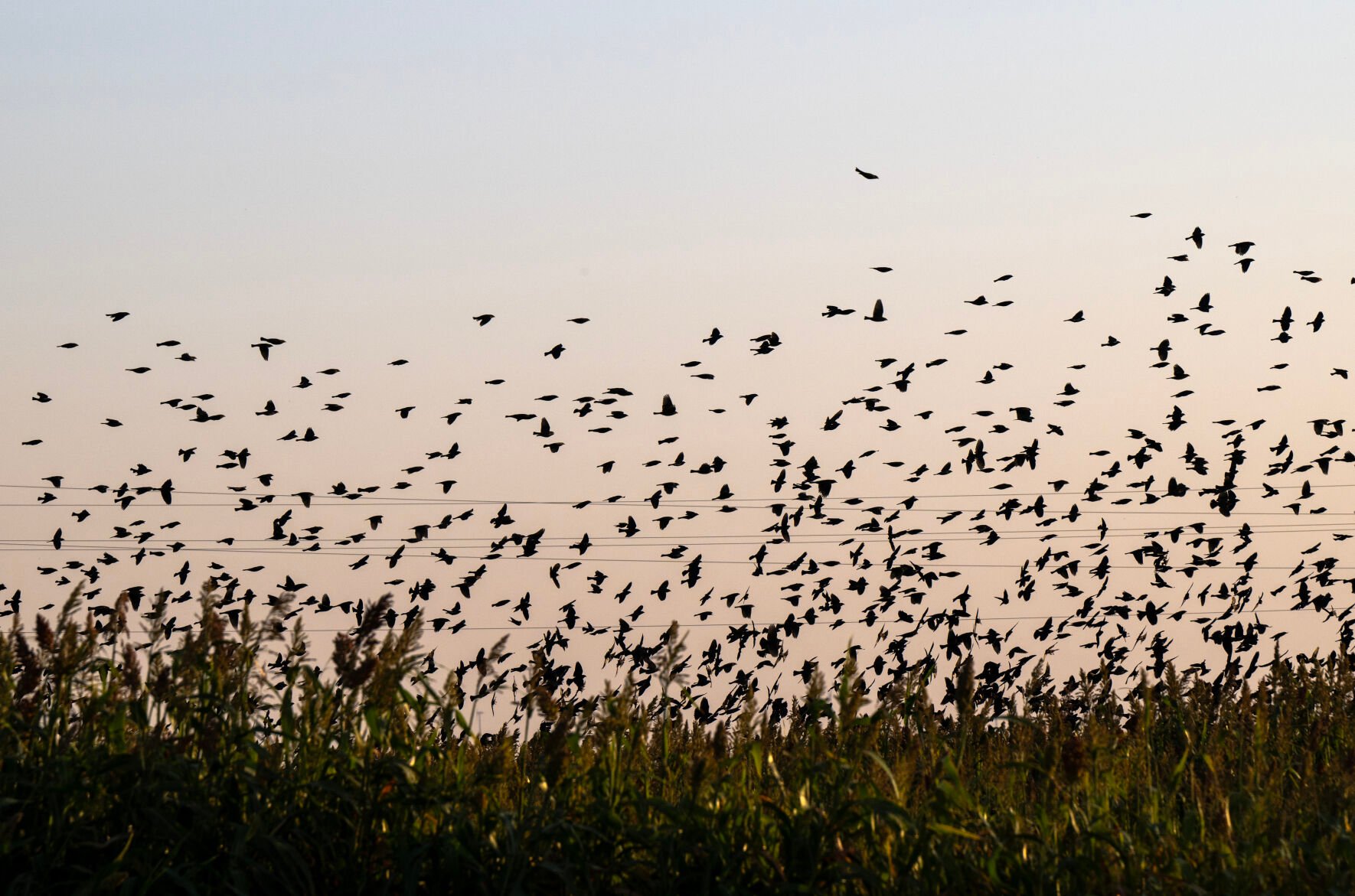 A flock of birds flies above crops on the May ranch on Oct. 17 northeast of Lamar. Healthy wetlands on the ranch support a vast number of birds. (Parker Seibold, The Gazette)