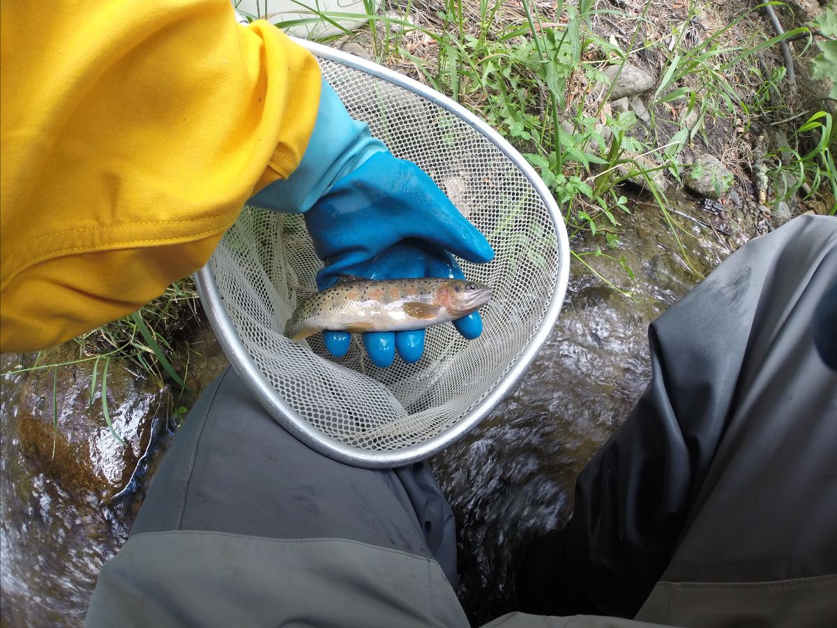 A CPW aquatic biologist displays a Hayden Creek cutthroat trout in a net during a July 20, 2016, rescue of fish during the Hayden Pass Wildfire. Photo: Colorado Parks and Wildlife.