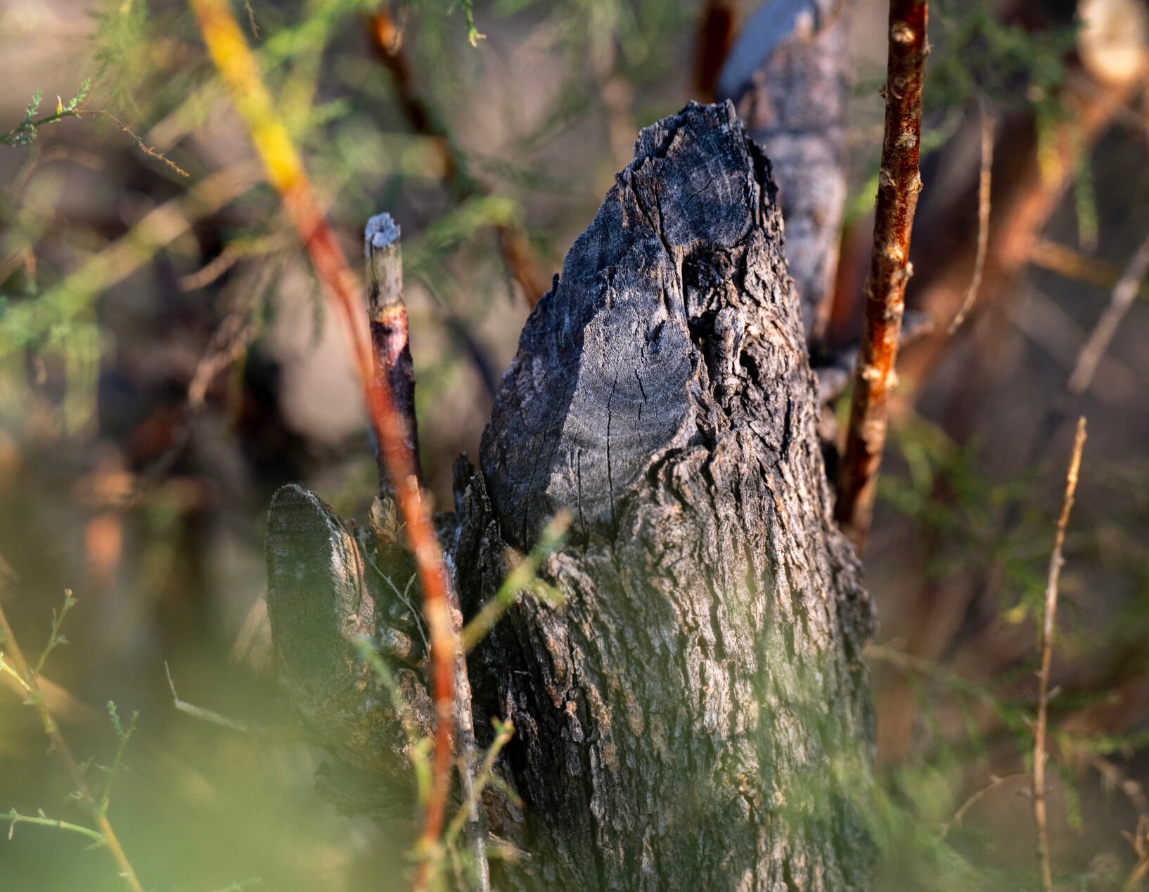Gnaw marks can be seen on a tree near a beaver dam on the May Ranch. (Parker Seibold, The Gazette)
