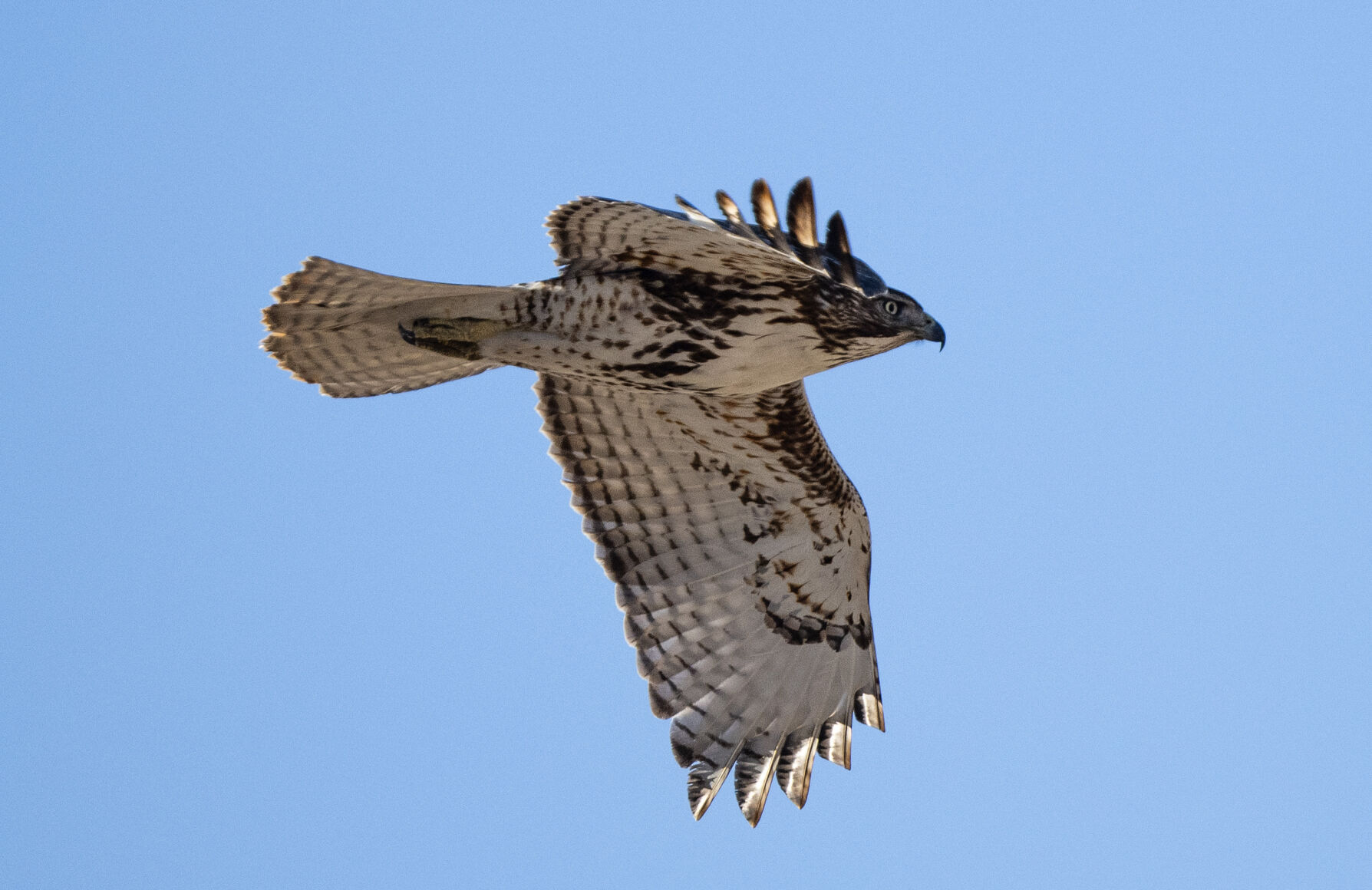 A red-tailed hawk flies over Fountain Creek Regional Park during a winter bird count. (Parker Seibold, The Gazette) (Parker Seibold)