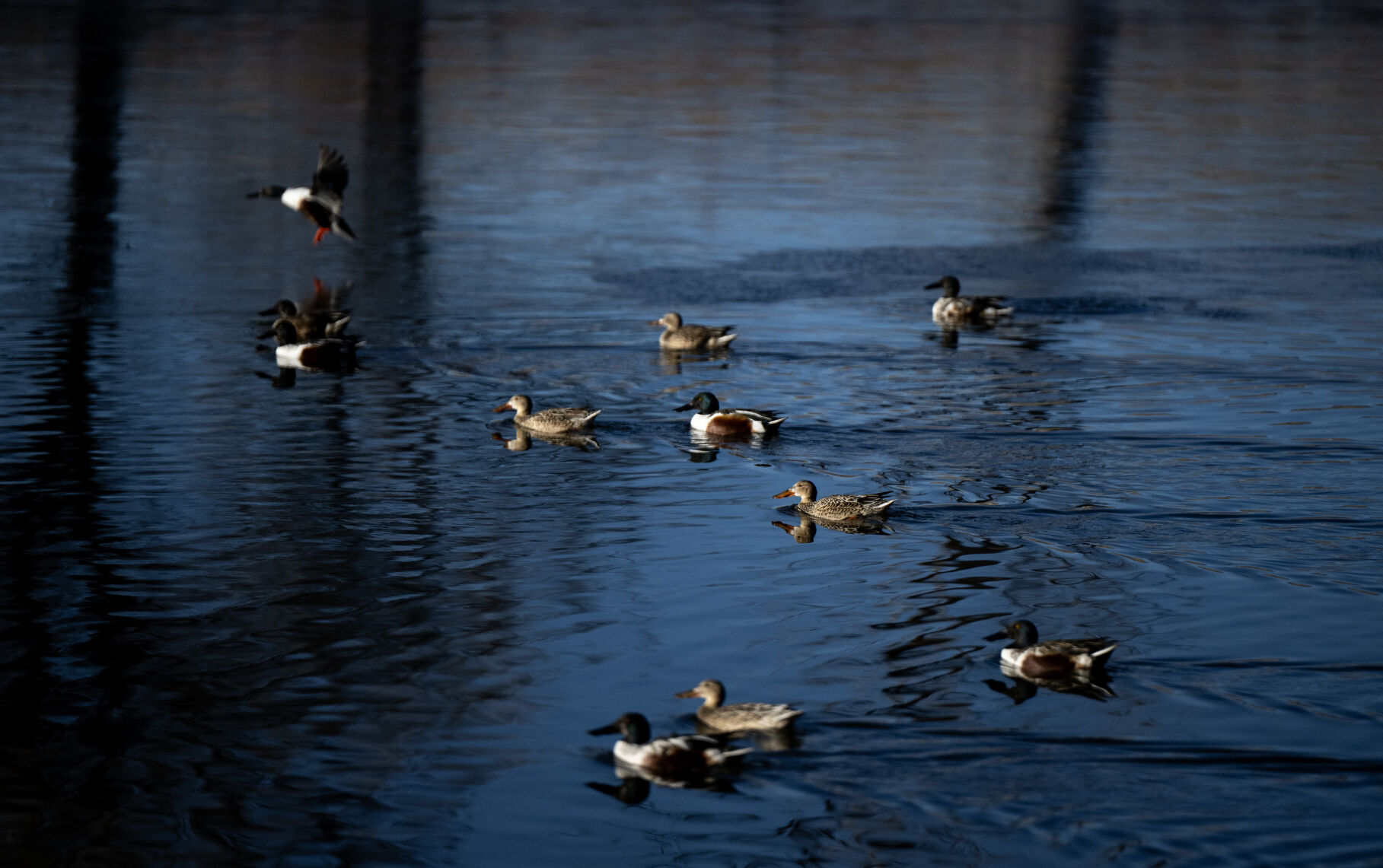 A flock of Northern shovelers swim across a pond during the winter bird count at Fountain Creek Regional Park, Saturday, Jan. 11. (Parker Seibold, The Gazette) (Parker Seibold, the gazette)