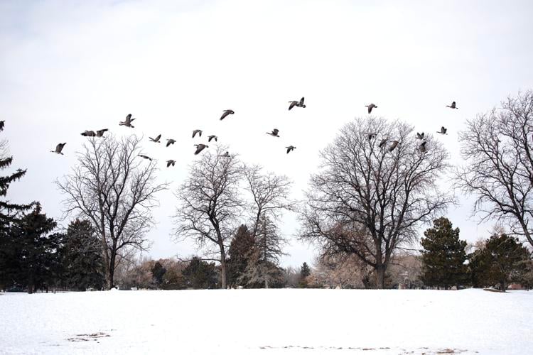 A flock of geese land in the former Park Hill Golf Course land (copy)