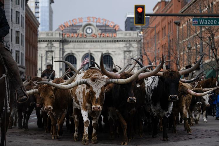 National Western Stock Show Parade (copy)