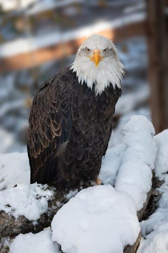 National bird: Best spots to view bald eagles around Colorado Springs