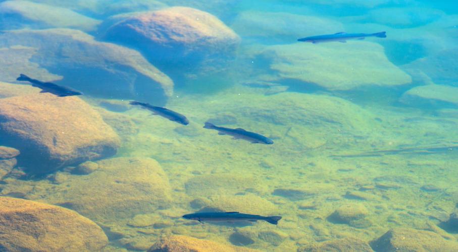 0eb3f8d411295daf3f55c8a388d9c175 (copy)