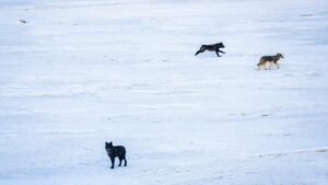 CPW has released 15 new wolves in Colorado