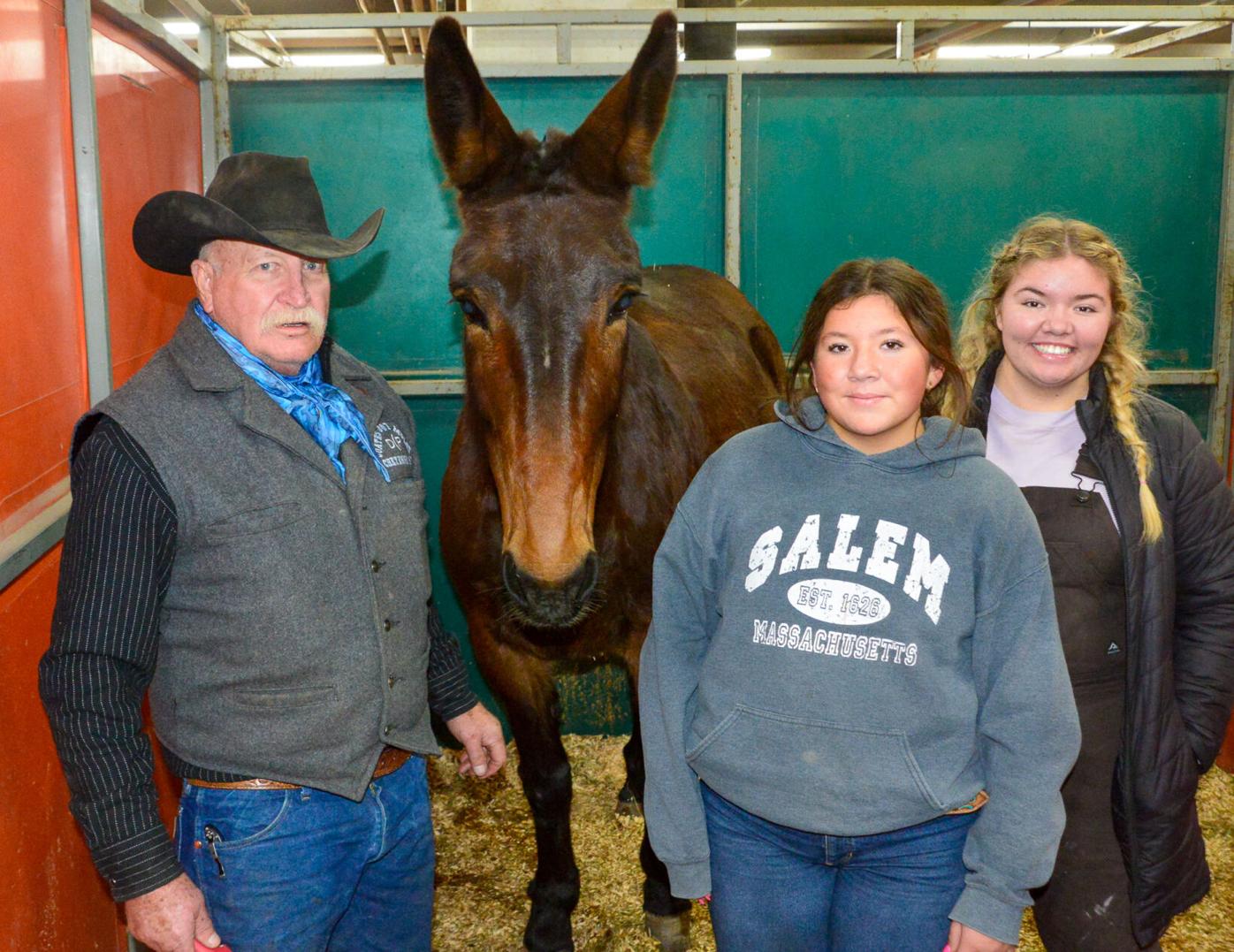 Despite their reputation, mules are smarter than horses says long-time muleteer