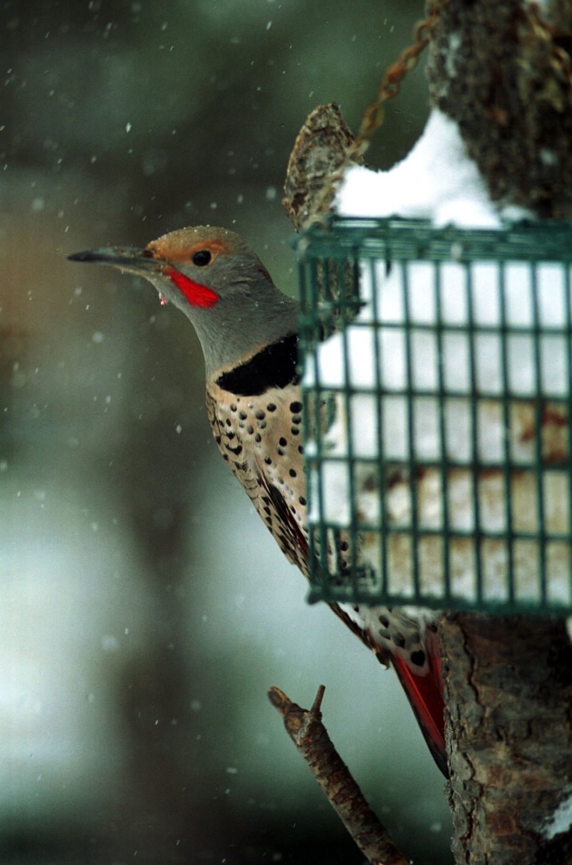 Northern flickers generally nest in holes in trees like other woodpeckers. (courtesy of Rick Scibelli)