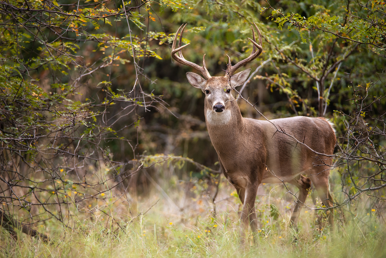 Photo Credit: leekris (iStock). (leekris)