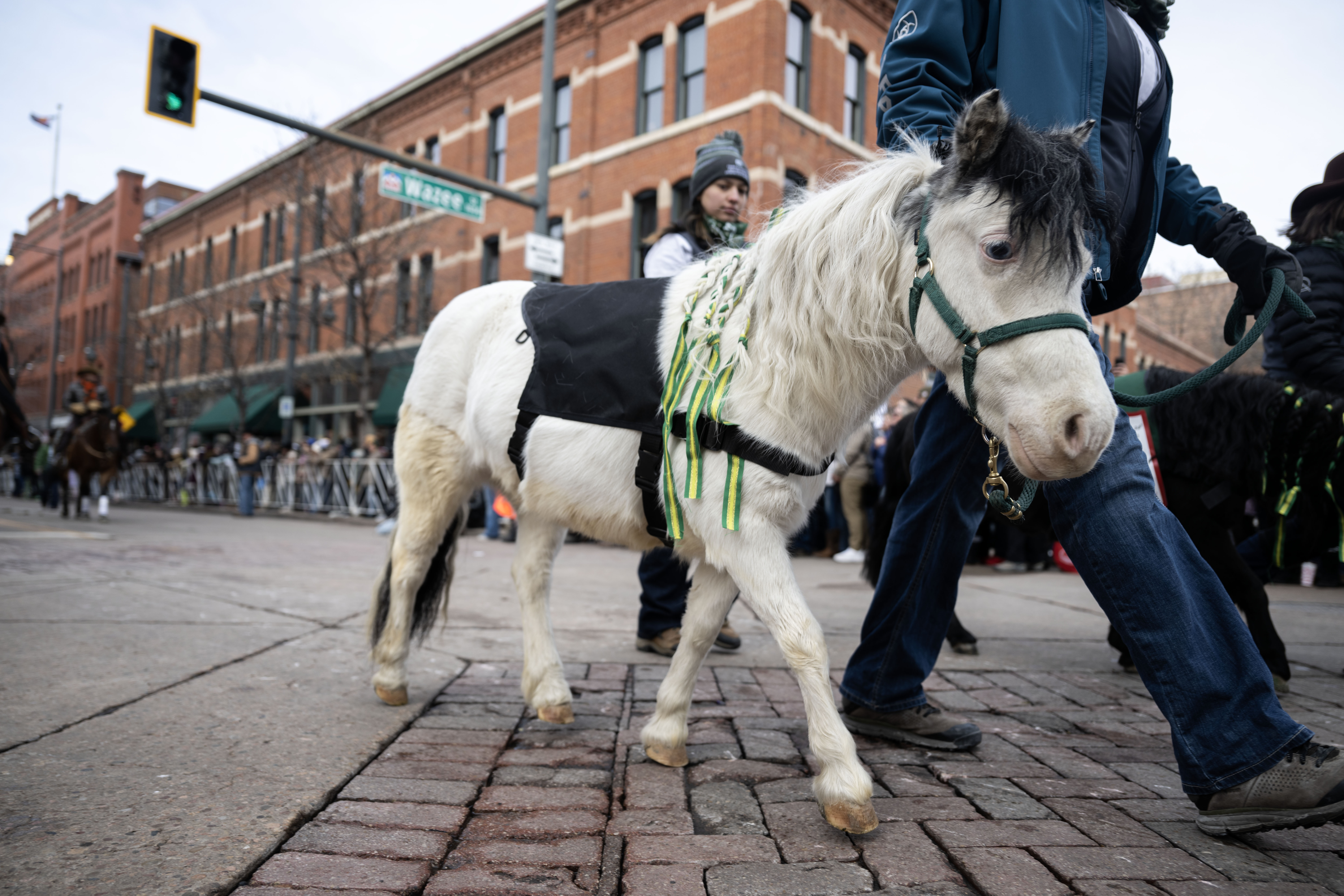 A shetland pony follows behind the 4H float during the National Western Stock Show opening day Parade down 17th street in Denver on Thursday, Jan. 9, 2025. (Stephen Swofford, Denver Gazette) (StephenSwoffordPhotographerstephen.swofford@gazette.comhttps://secure.gravatar.com/avatar/1ddcaf11c5d70eaa58546ddc4e038687?d=mm&r=g)