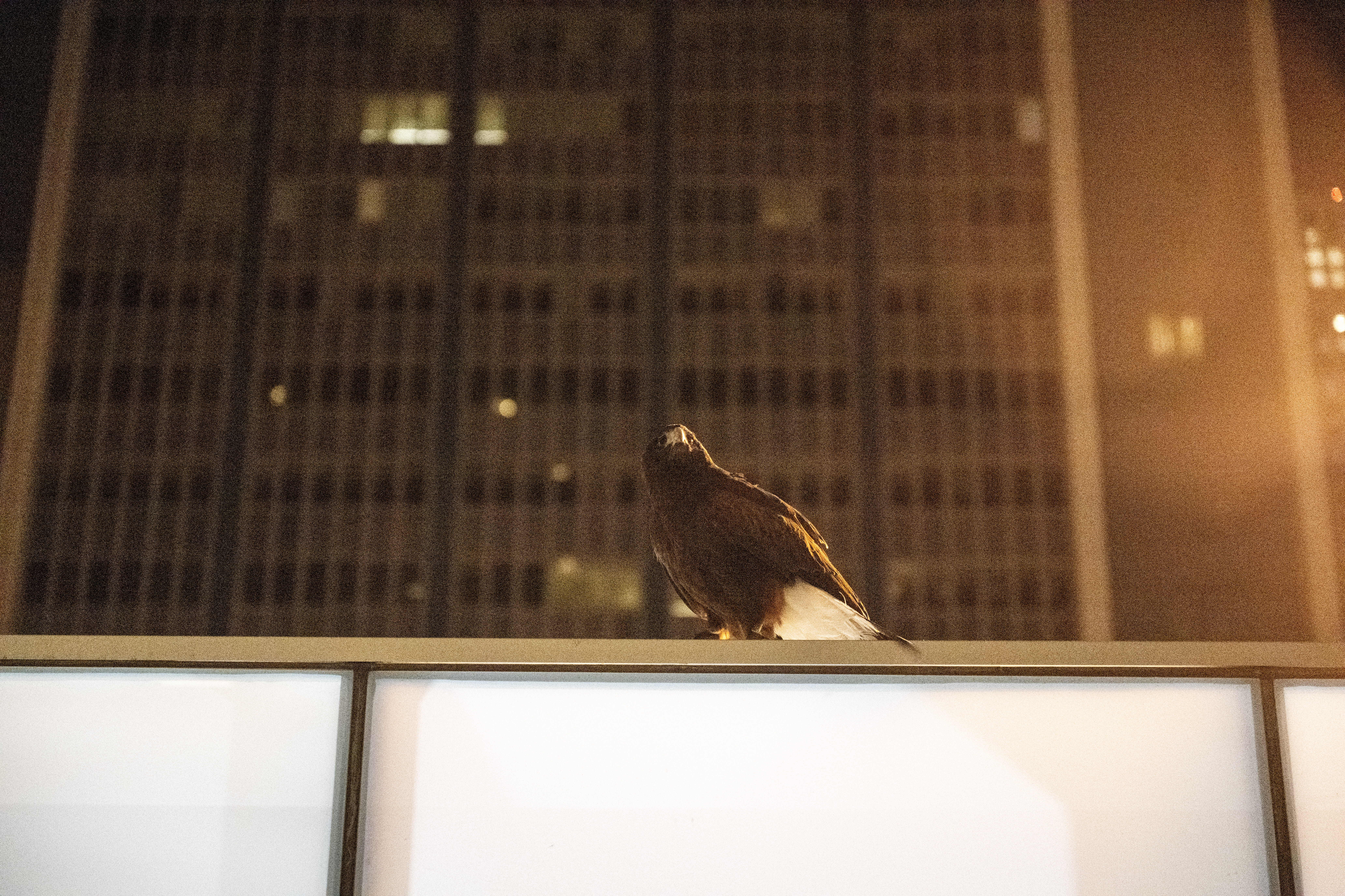 Juneau, a Harris's Hawk, looks for crows outside the Byron White Federal courthouse on Stout and 18th Streets as falconers from Wings Over Colorado use birds of prey to scare away crows on Wednesday, Jan. 29, 2025. (Stephen Swofford, Denver Gazette) (StephenSwoffordPhotographerstephen.swofford@gazette.comhttps://secure.gravatar.com/avatar/1ddcaf11c5d70eaa58546ddc4e038687?d=mm&r=g)