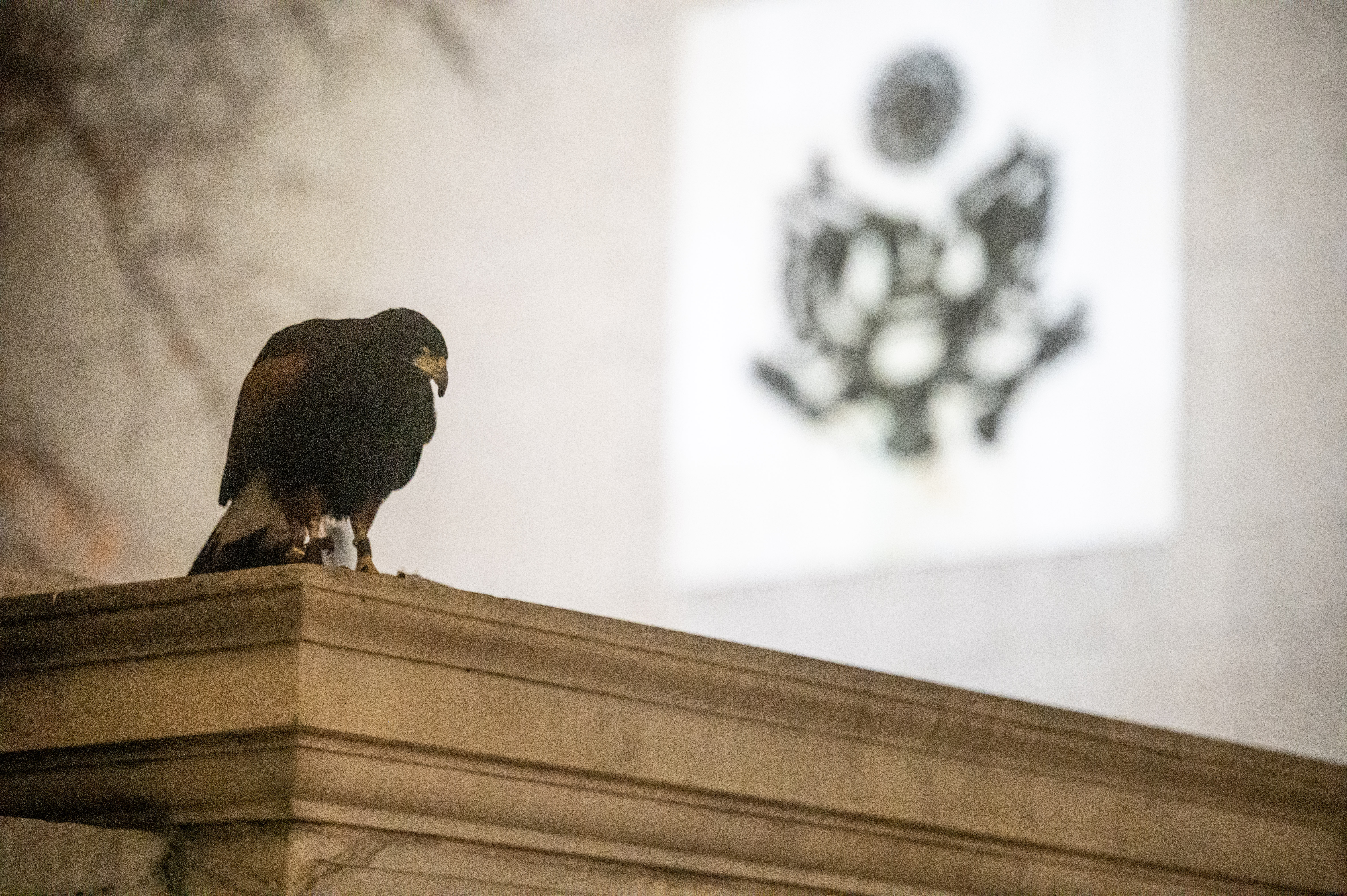 Juneau, a Harris's Hawk, looks for crows outside the Byron White Federal courthouse on Stout and 18th Streets as falconers from Wings Over Colorado use birds of prey to scare away crows on Wednesday, Jan. 29, 2025. (Stephen Swofford, Denver Gazette) (StephenSwoffordPhotographerstephen.swofford@gazette.comhttps://secure.gravatar.com/avatar/1ddcaf11c5d70eaa58546ddc4e038687?d=mm&r=g)