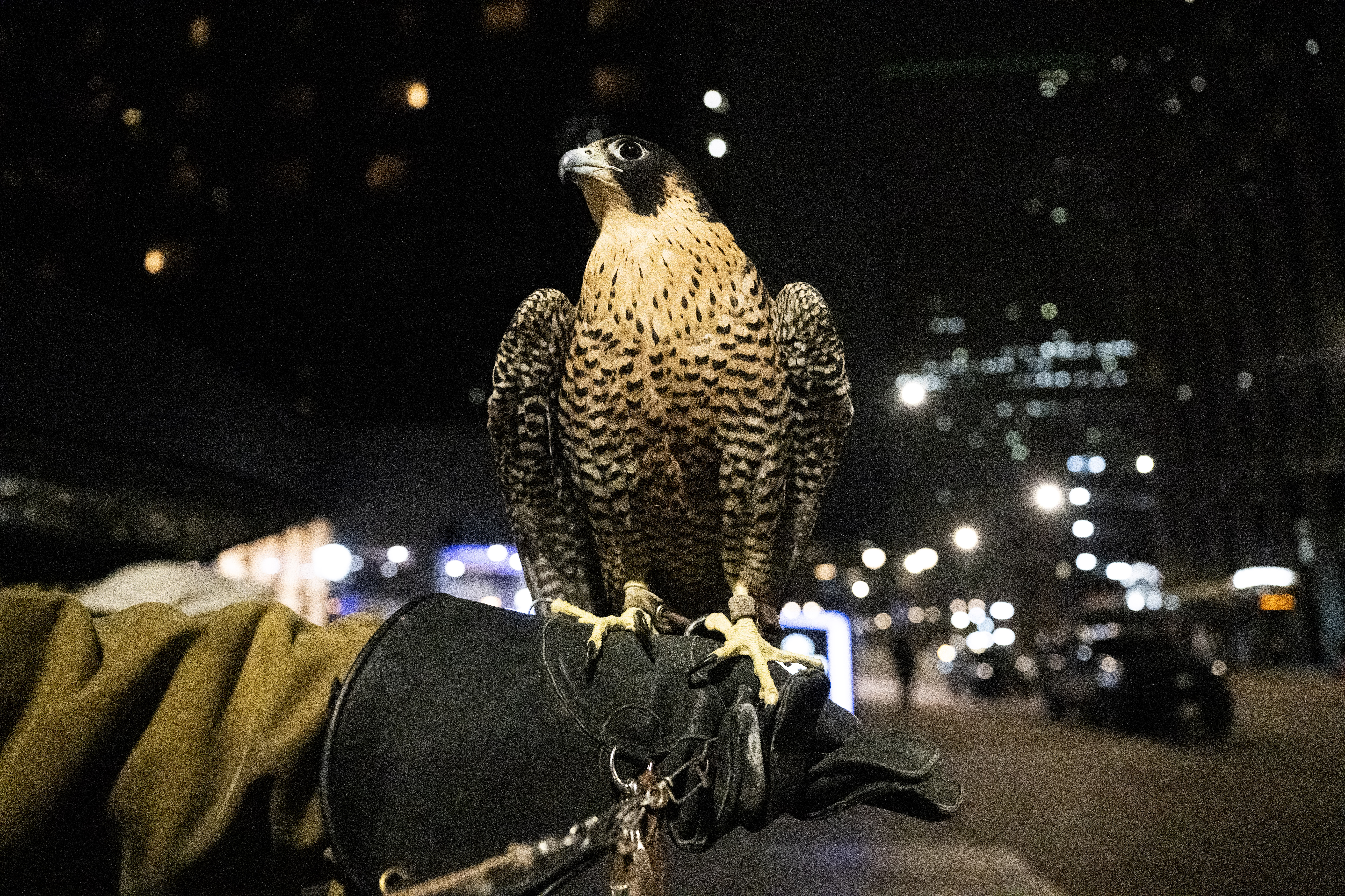 Juneau, a Harris Hawk, looks for crows outside the Byron White Federal courthouse on Stout and 18th Streets as falconers from Wings Over Colorado use birds of prey to scare away crows on Wednesday, Jan. 29, 2025 (Stephen Swofford, Denver Gazette) (StephenSwoffordPhotographerstephen.swofford@gazette.comhttps://secure.gravatar.com/avatar/1ddcaf11c5d70eaa58546ddc4e038687?d=mm&r=g)