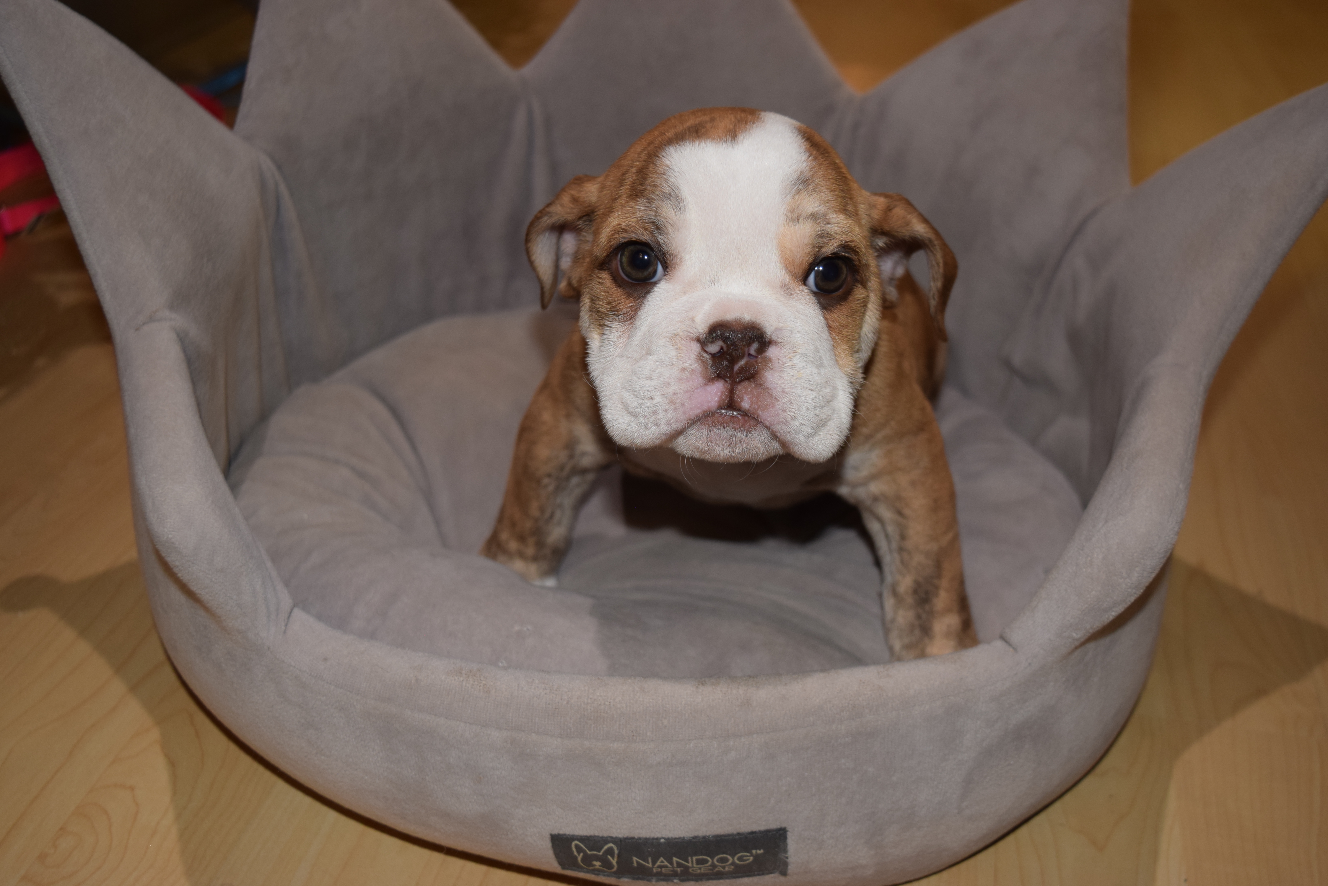 A rescued English Bulldog puppy sits in his dog bed at Perfect Pets in Centennial after he was returned late Monday night. (Courtesy photo, Arapahoe County Sheriffs Office)
