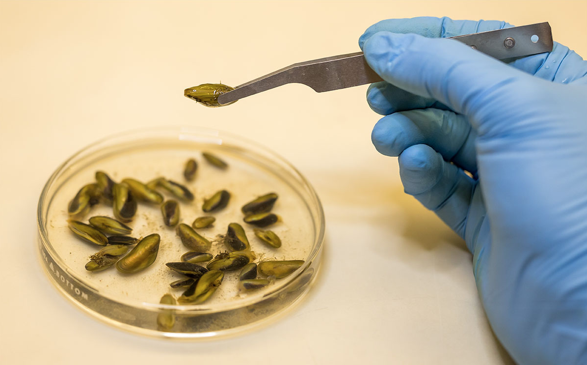 Photo of golden mussels courtesy of Xavier Mascareñas, California Department of Water Resources.