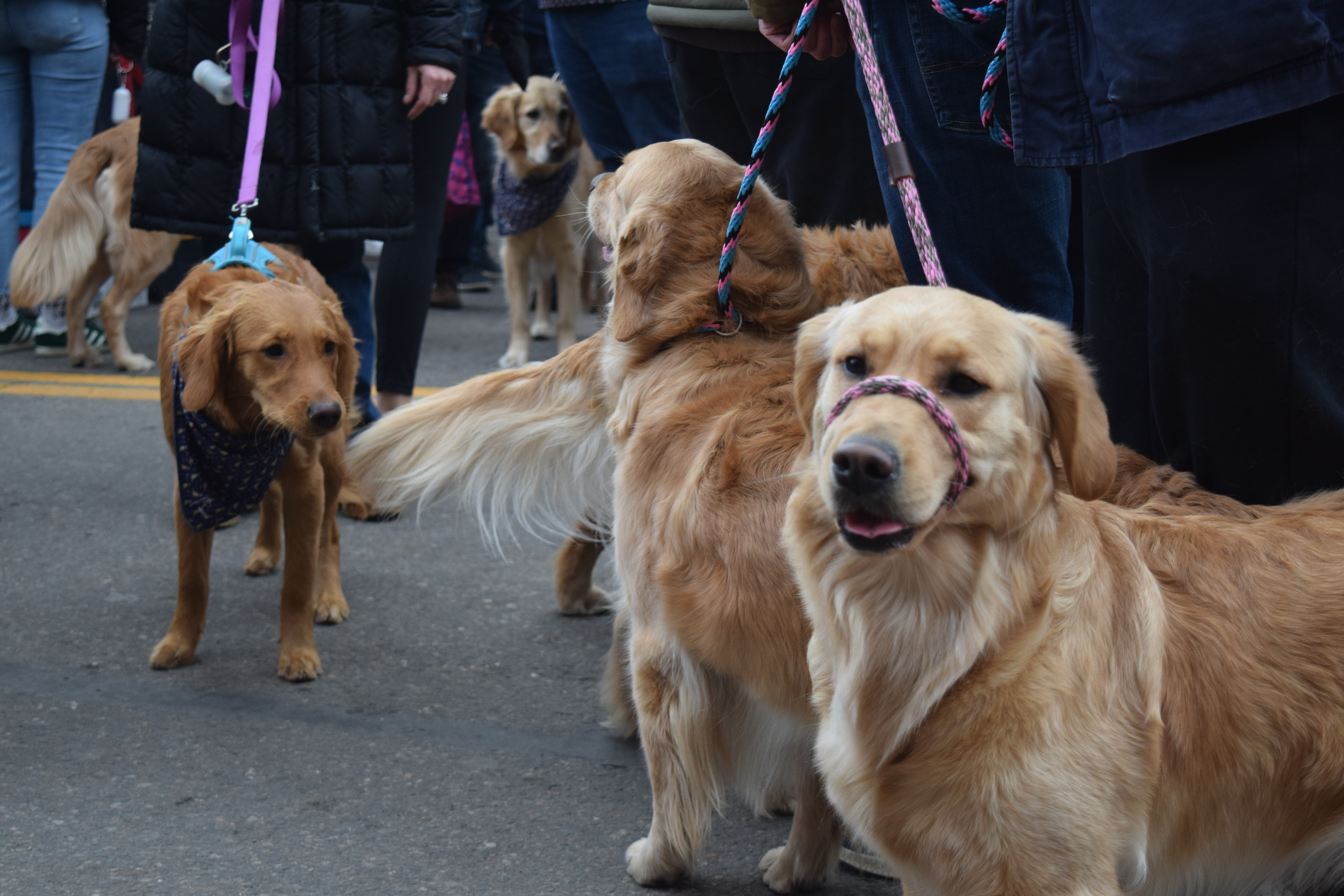 Hundreds of Golden Retrievers flooded the streets of downtown Golden Saturday for the annual event celebrating everything about the friendly dog breed. (SageKelleyJefferson County Reportersage.kelley@denvergazette.comhttps://denvergazette.com/content/tncms/avatars/e/5f/457/e5f45740-2717-11ee-85b2-ab80f2d36252.5b966c1d2ce4987987665d57c237eda4.png)