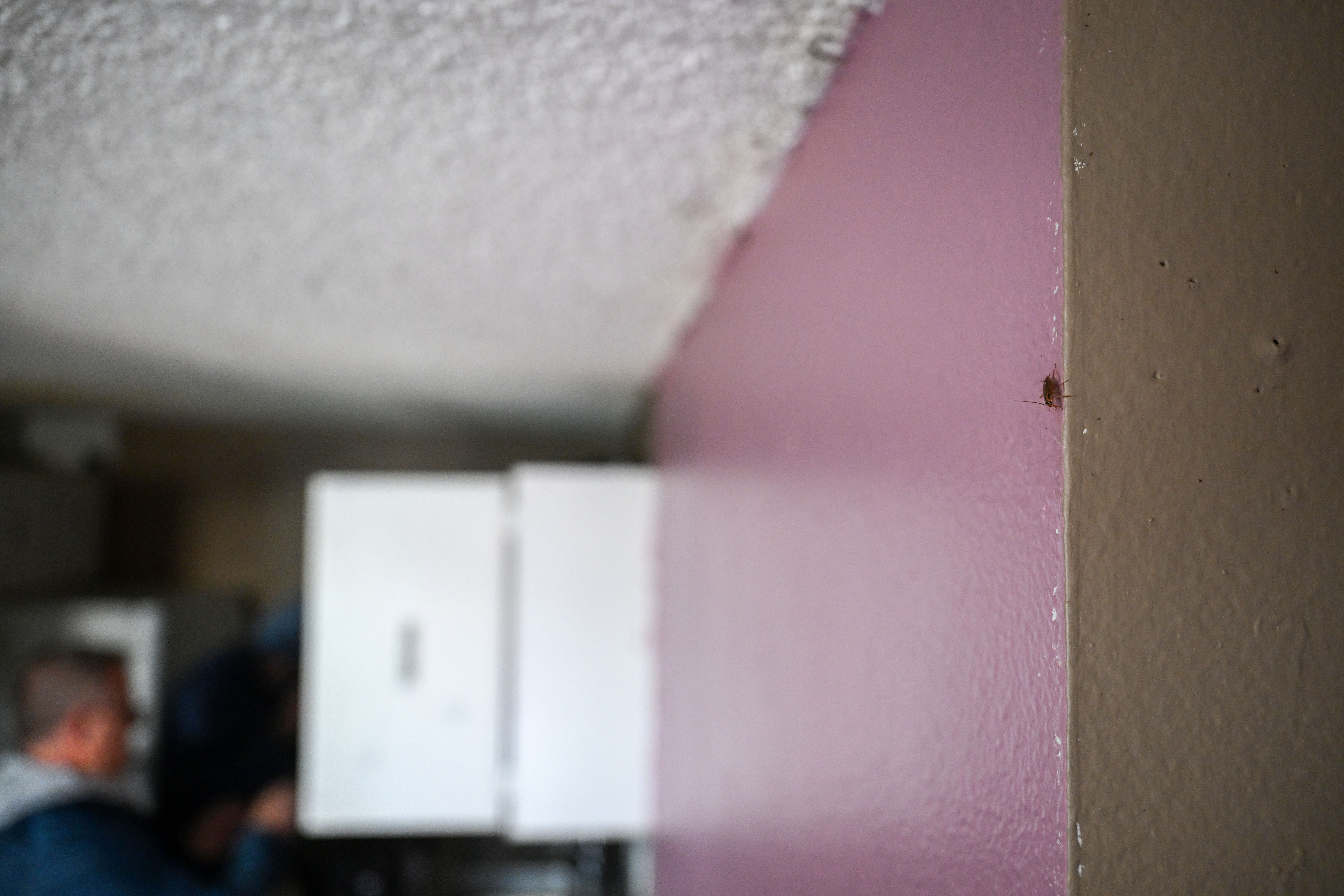 Cockroaches crawl along the walls in the Edge at Lowry Apartment complex in Aurora as Aurora Police Chief Todd Chamberlain announces the closure of The Edge of Lowry Apartment complex in Aurora on Wednesday, Feb. 19, 2025. The move marked the second shutdown of a troubled apartment complex owned and operated by CBZ Management that became the focal point of America's debate on illegal immigration, particularly after the reach of a Venezuelan prison gang into Colorado cities like Aurora and Denver came to light. (Stephen Swofford, Denver Gazette) (StephenSwoffordPhotographerstephen.swofford@gazette.comhttps://secure.gravatar.com/avatar/1ddcaf11c5d70eaa58546ddc4e038687?d=mm&r=g)