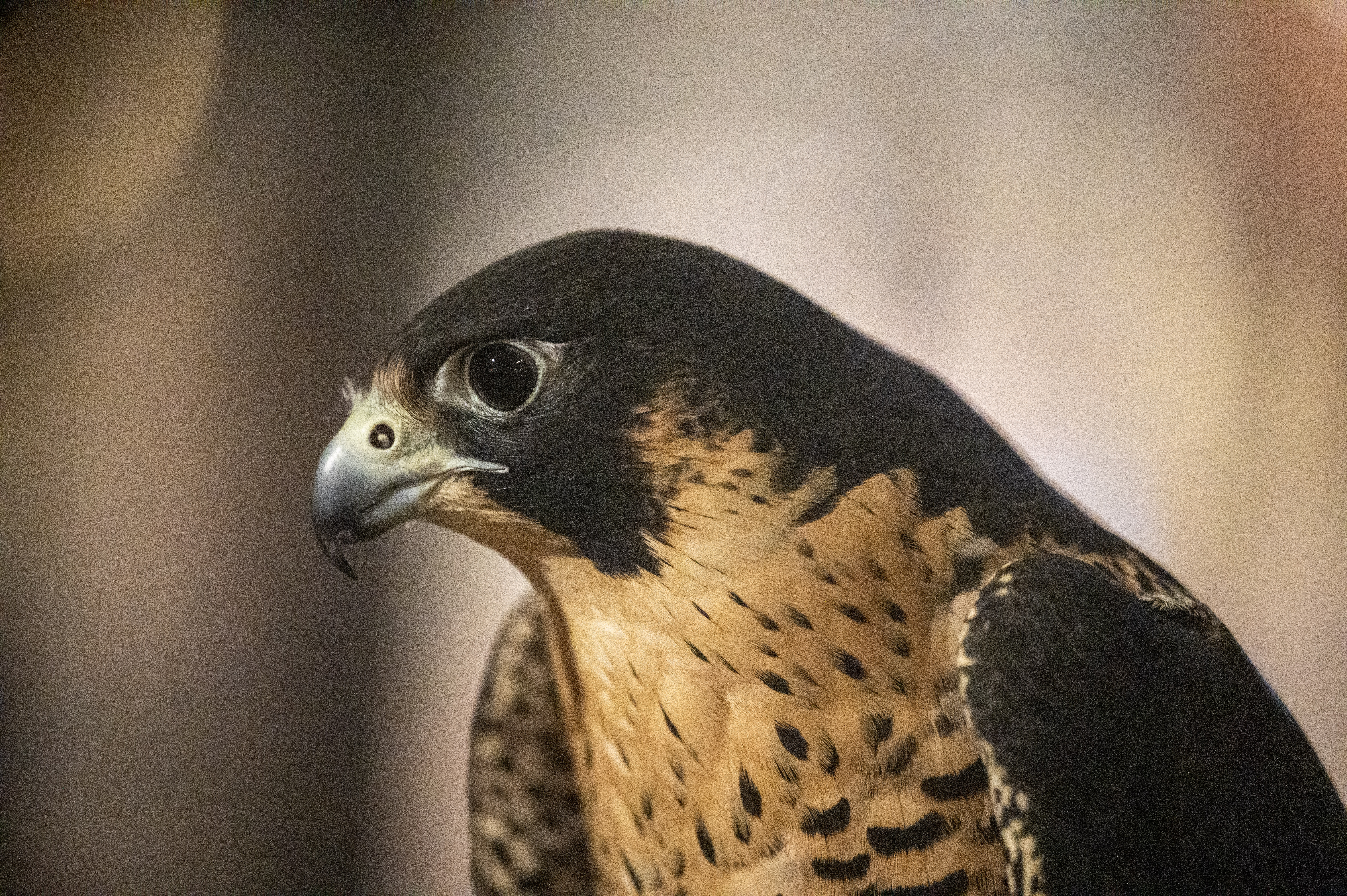 Cheyenne, a Peregrine Falcon, stretches her wings as she’s brought out of the car in downtown Denver on Wednesday, Jan. 29, 2025. Falconers from Wings Over Colorado are using birds of prey to scare away crows causing a nuisance throughout downtown. (Stephen Swofford, Denver Gazette) (StephenSwoffordPhotographerstephen.swofford@gazette.comhttps://secure.gravatar.com/avatar/1ddcaf11c5d70eaa58546ddc4e038687?d=mm&r=g)