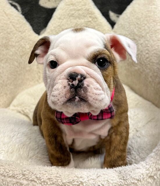 Centennial pet store trying to find stolen bulldog pups