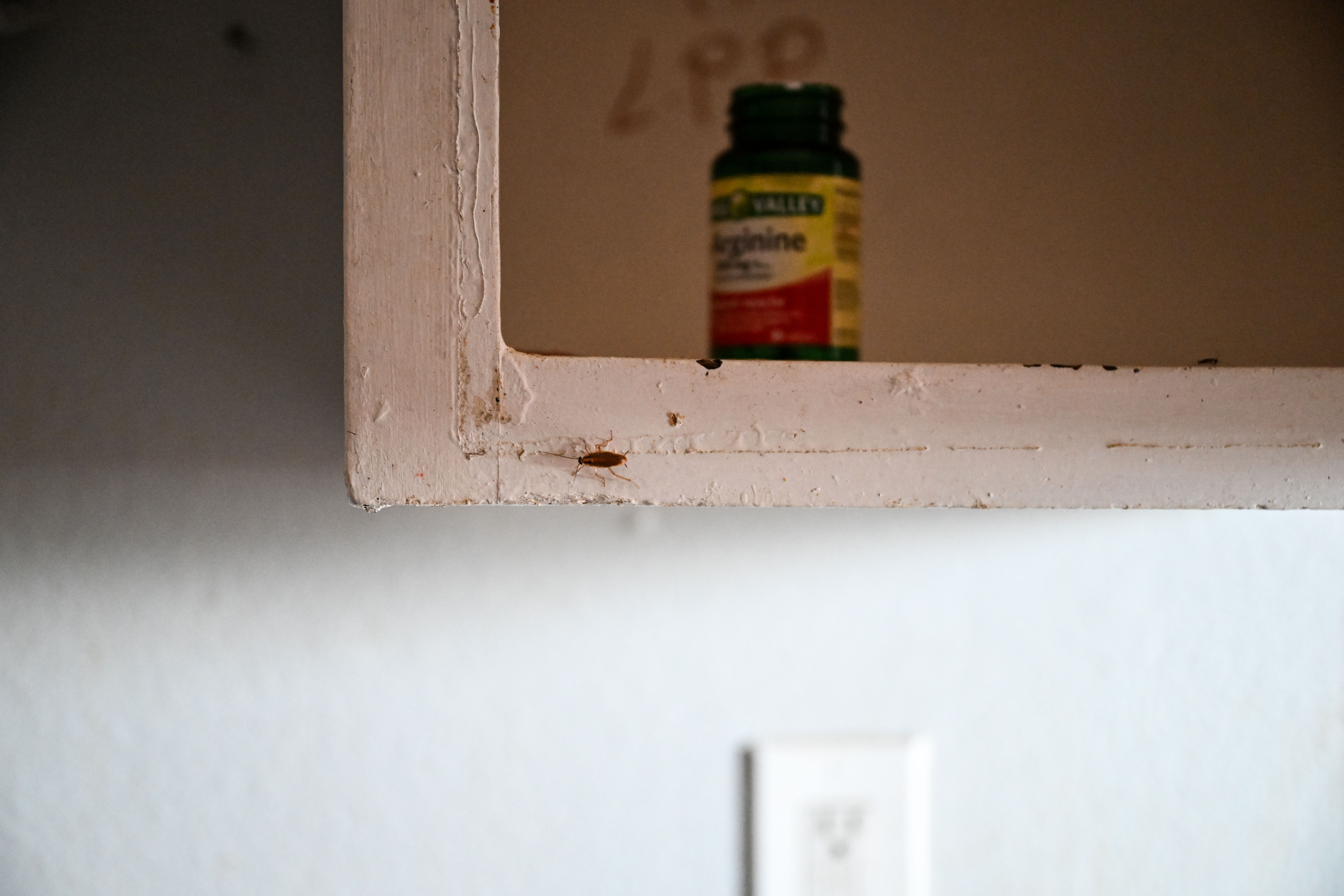 Cockroaches crawl along the walls in the Edge at Lowry Apartment complex in Aurora as Aurora Police Chief Todd Chamberlain announces the closure of The Edge of Lowry Apartment complex in Aurora on Wednesday, Feb. 19, 2025. The move marked the second shutdown of a troubled apartment complex owned and operated by CBZ Management that became the focal point of America's debate on illegal immigration, particularly after the reach of a Venezuelan prison gang into Colorado cities like Aurora and Denver came to light. (Stephen Swofford, Denver Gazette) (StephenSwoffordPhotographerstephen.swofford@gazette.comhttps://secure.gravatar.com/avatar/1ddcaf11c5d70eaa58546ddc4e038687?d=mm&r=g)