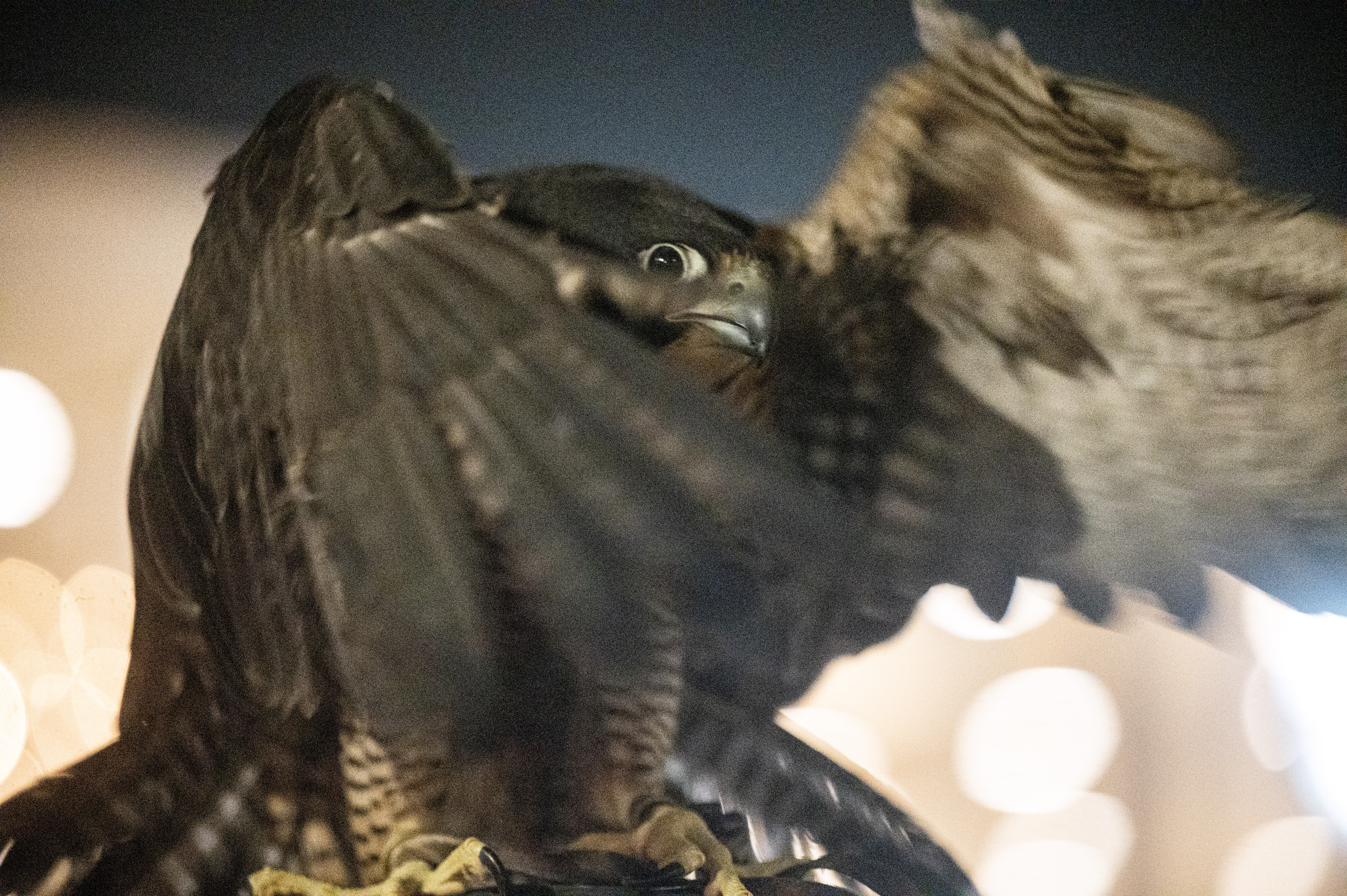 Cheyenne, a Peregrine Falcon, stretches her wings as she’s brought out of the car in downtown Denver on Wednesday, Jan. 29, 2025. Falconers from Wings Over Colorado are using birds of prey to scare away crows causing a nuisance throughout downtown. (Stephen Swofford, Denver Gazette) (StephenSwoffordPhotographerstephen.swofford@gazette.comhttps://secure.gravatar.com/avatar/1ddcaf11c5d70eaa58546ddc4e038687?d=mm&r=g)