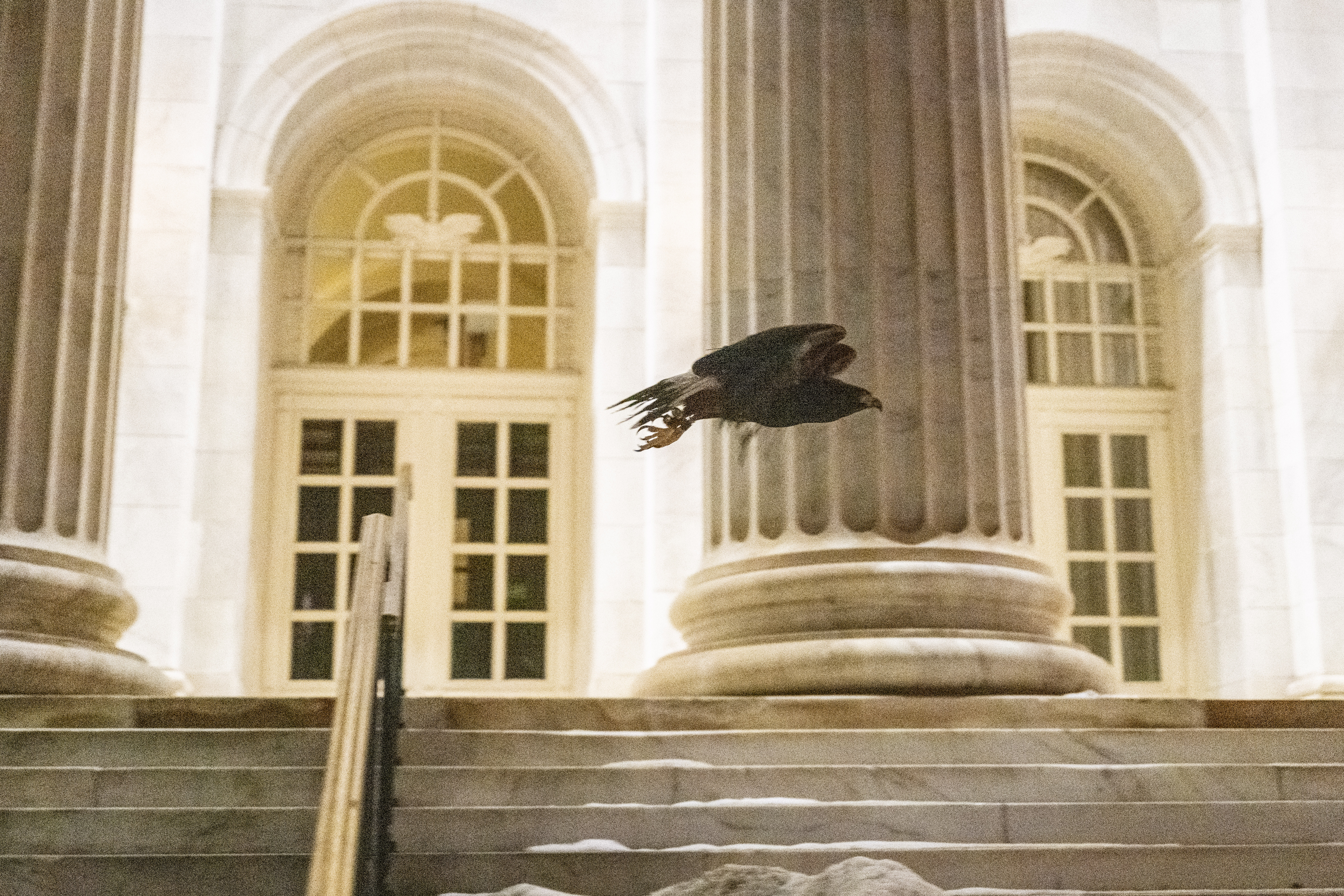 Juneau, a Harris's Hawk, looks for crows outside the Byron White Federal courthouse on Stout and 18th Streets as falconers from Wings Over Colorado use birds of prey to scare away crows on Wednesday, Jan. 29, 2025 (Stephen Swofford, Denver Gazette) (StephenSwoffordPhotographerstephen.swofford@gazette.comhttps://secure.gravatar.com/avatar/1ddcaf11c5d70eaa58546ddc4e038687?d=mm&r=g)