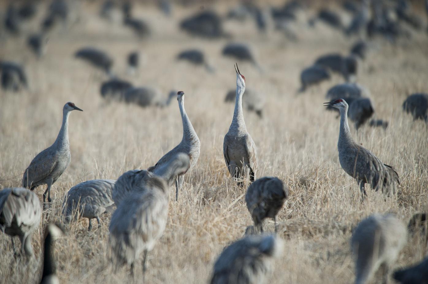 SANDHILL CRANES