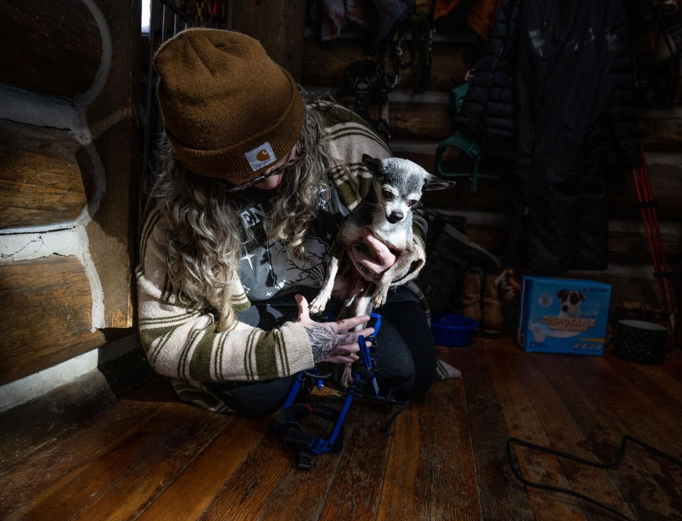 Colorado Senior Dog Rescue and Hospice