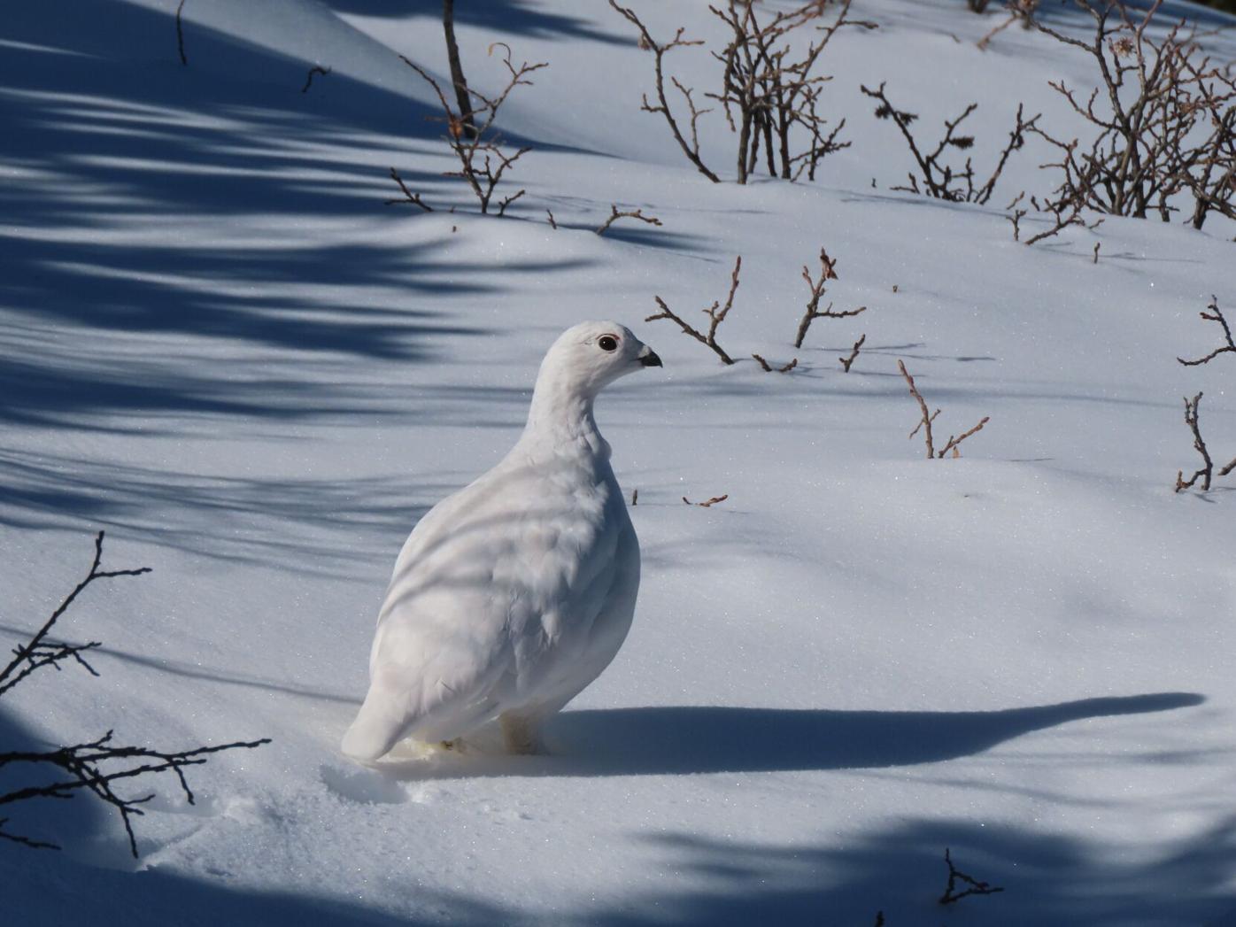 white-tailed ptarmigan 1.jpg