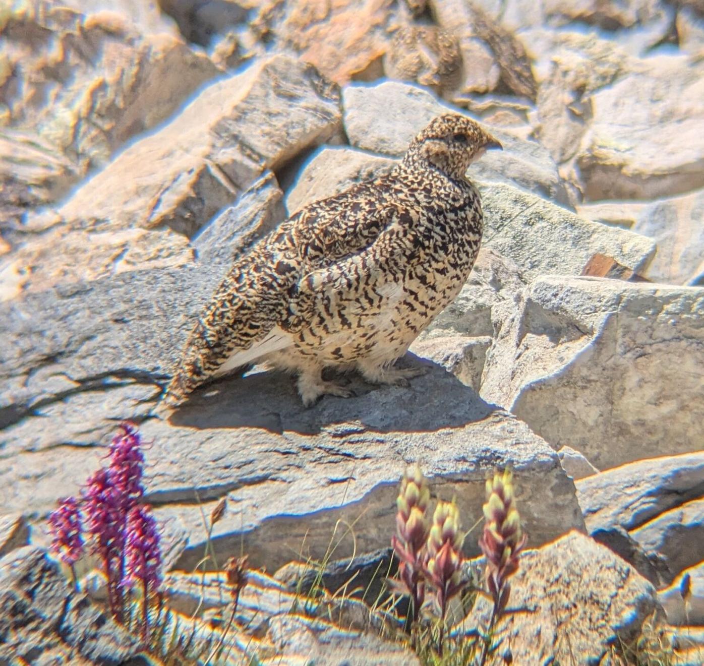 white-tailed ptarmigan in summer.jpg