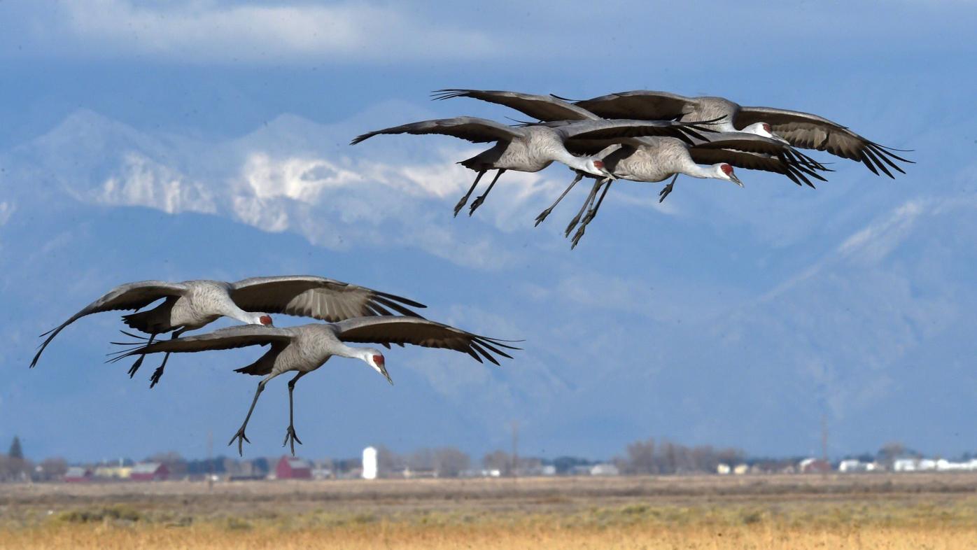 Sandhill Cranes (copy)