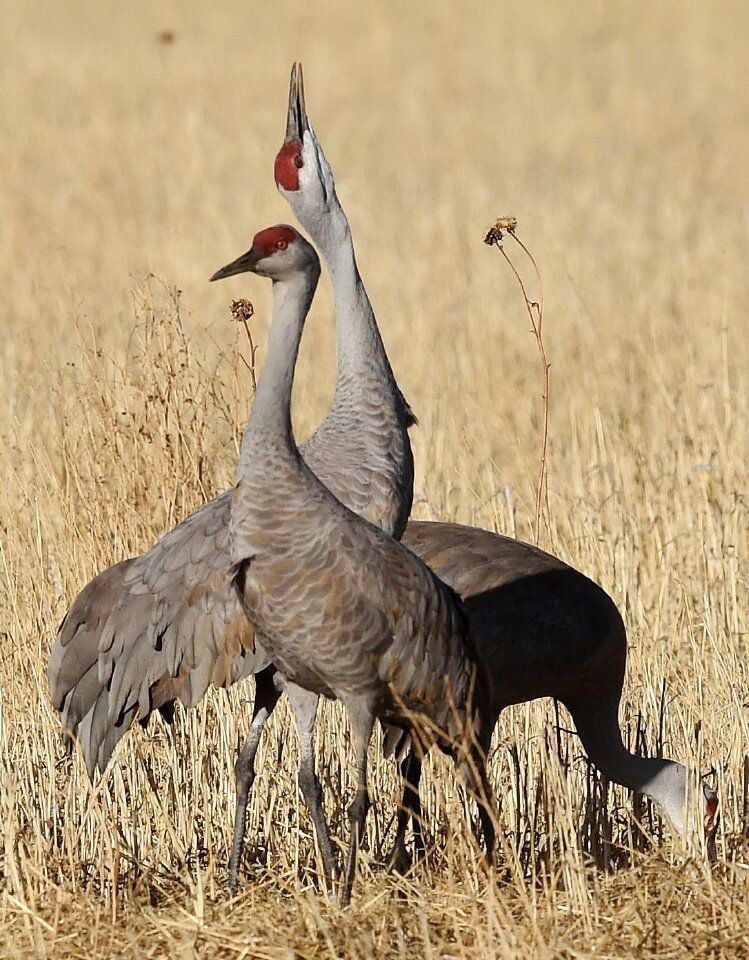 Sandhill Cranes (copy)