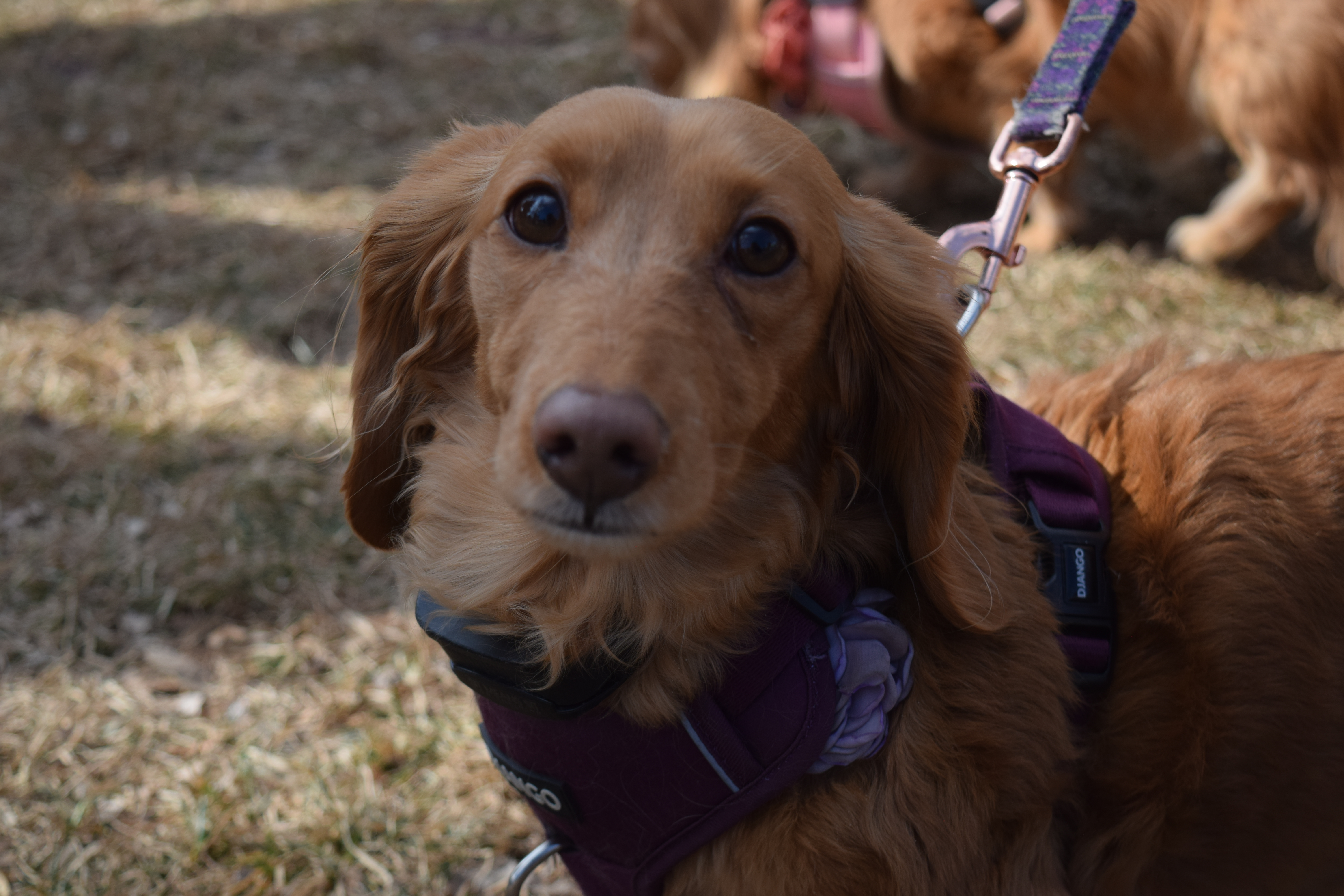 Emma, a long-haired miniature Dachshund, was a little over all of the big Golden Retrievers at the Goldens in Golden event. (SageKelleyJefferson County Reportersage.kelley@denvergazette.comhttps://denvergazette.com/content/tncms/avatars/e/5f/457/e5f45740-2717-11ee-85b2-ab80f2d36252.5b966c1d2ce4987987665d57c237eda4.png)
