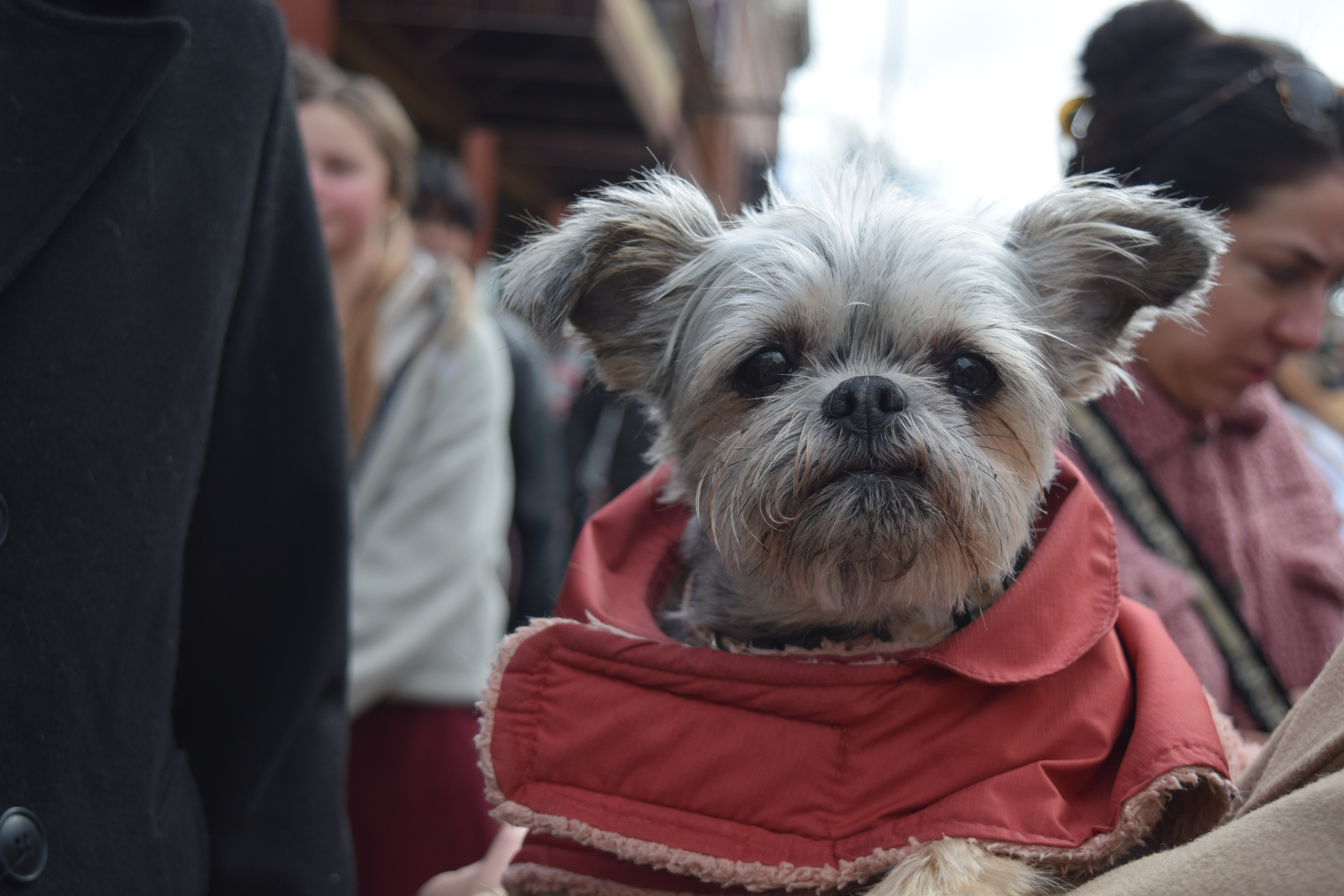 It wasn't only Golden Retrievers at the Goldens in Golden event Saturday, there were also Brussels Griffons like Mookie. Mookie was a little overwhelmed by all of the big dogs, though. (SageKelleyJefferson County Reportersage.kelley@denvergazette.comhttps://denvergazette.com/content/tncms/avatars/e/5f/457/e5f45740-2717-11ee-85b2-ab80f2d36252.5b966c1d2ce4987987665d57c237eda4.png)