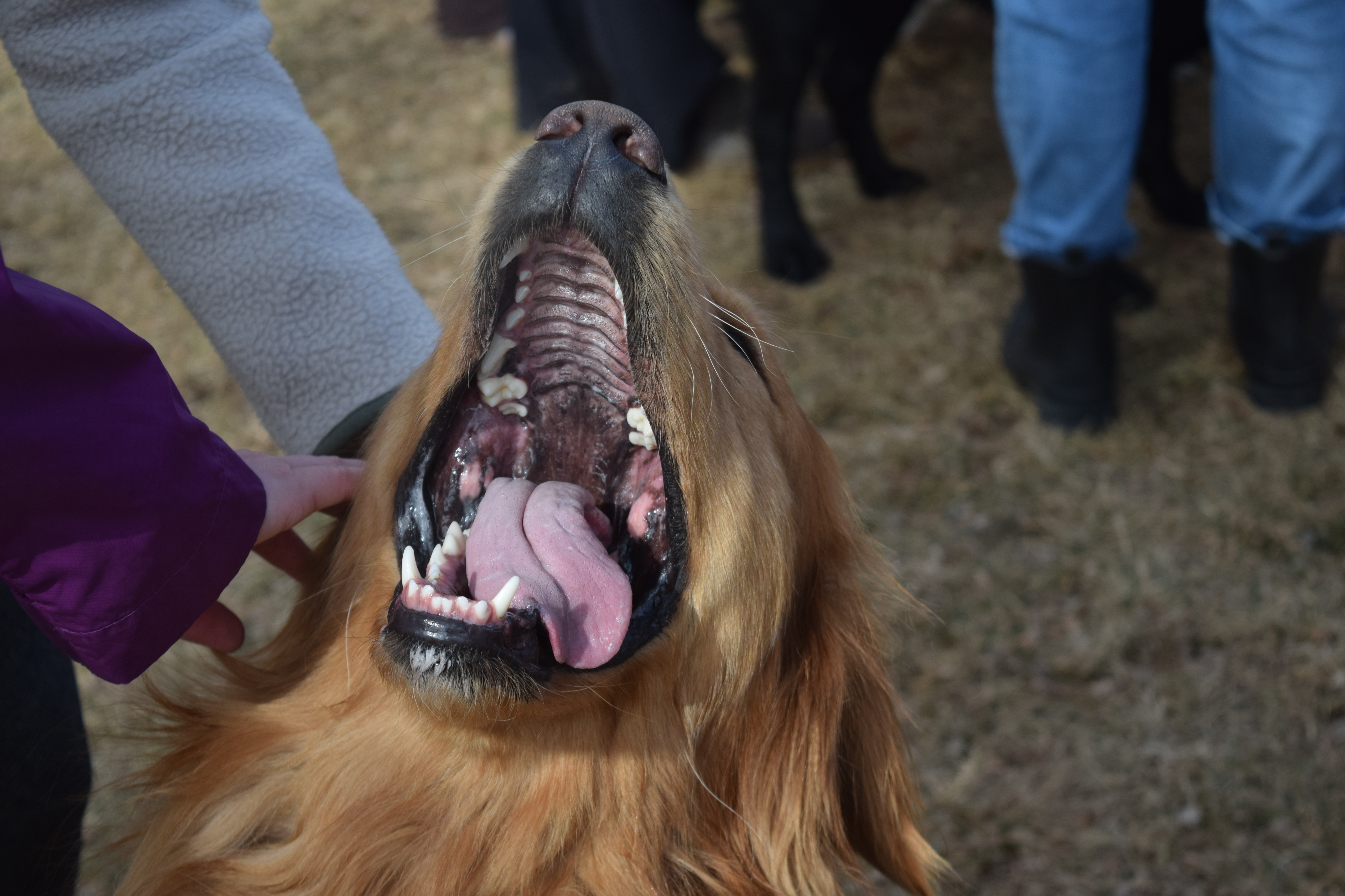 Elroy gets a bunch of love, leading to a big yawn, in downtown Golden Saturday during the Goldens in Golden event. (SageKelleyJefferson County Reportersage.kelley@denvergazette.comhttps://denvergazette.com/content/tncms/avatars/e/5f/457/e5f45740-2717-11ee-85b2-ab80f2d36252.5b966c1d2ce4987987665d57c237eda4.png)