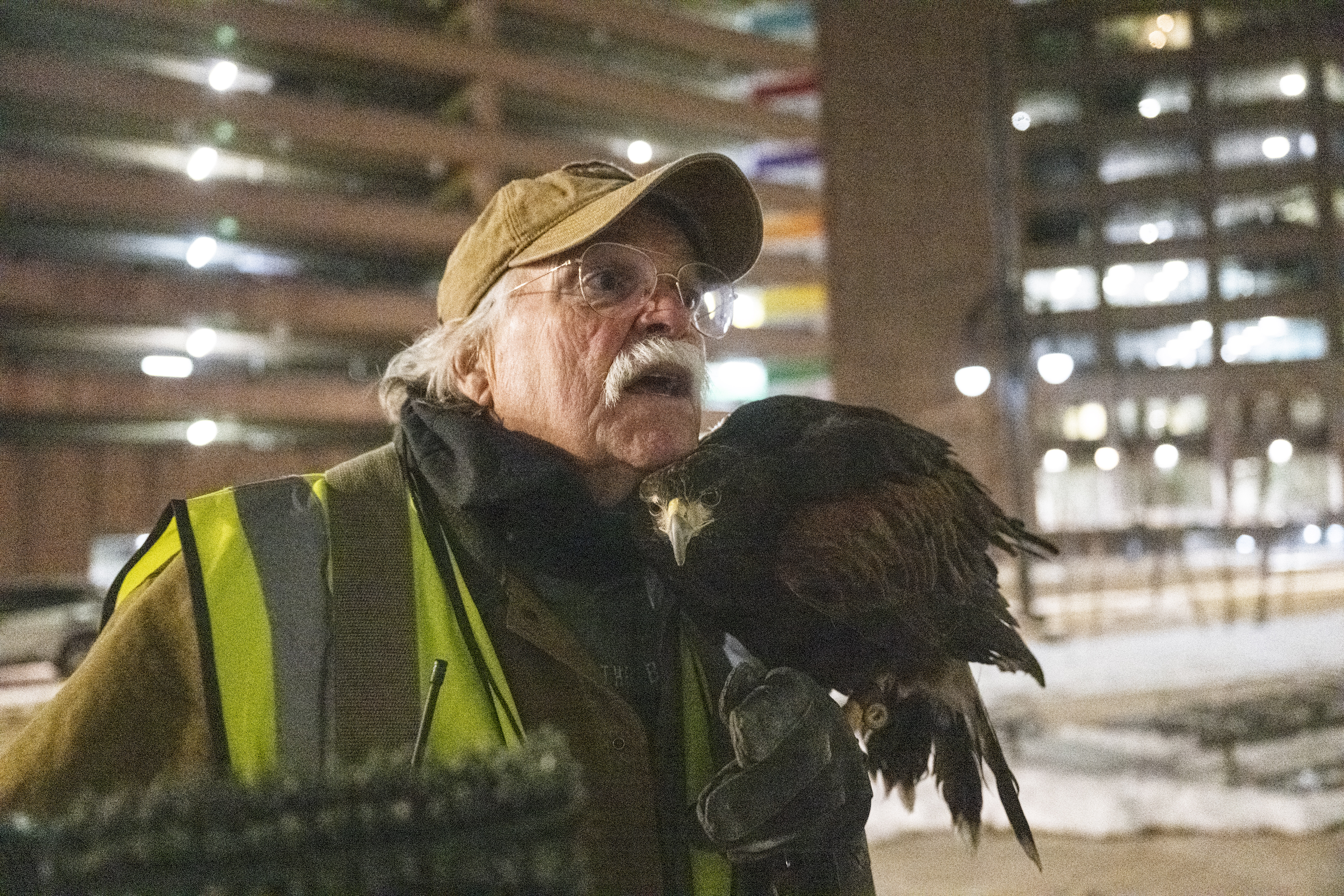 Bob Probst, a Master Falconer, cuddles with his Harris's Hawk, Juneau, as they look for crows in downtown Denver on Wednesday, Jan. 29, 2025. After three months, the falcons had already scared off a large murder of crows from the block of Stout Street between 18th and 19th Streets. (Stephen Swofford, Denver Gazette) (StephenSwoffordPhotographerstephen.swofford@gazette.comhttps://secure.gravatar.com/avatar/1ddcaf11c5d70eaa58546ddc4e038687?d=mm&r=g)